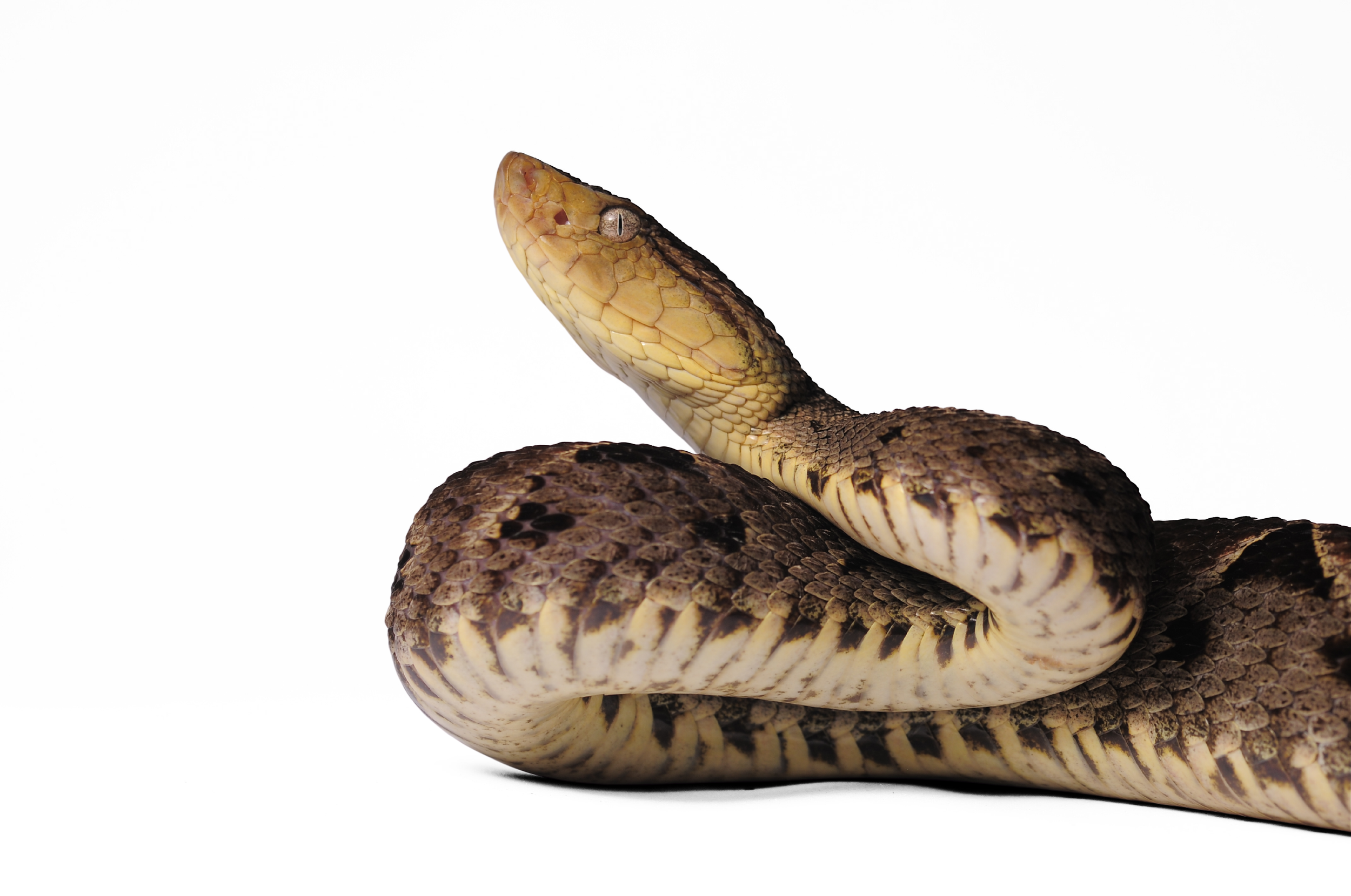 Serpiente de color marrón y amarilla enroscada sobre un fondo blanco.