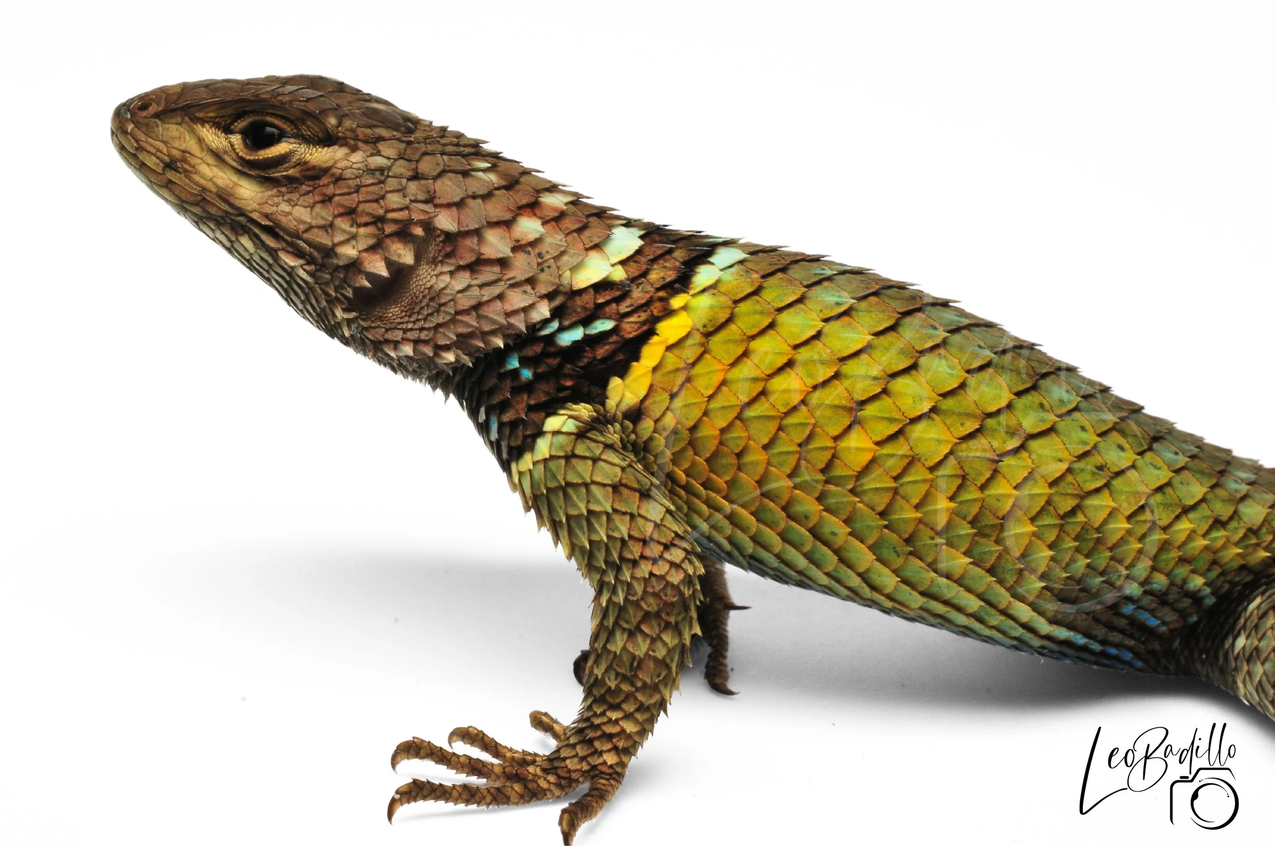 Lagartija con escamas verdes, marrones y doradas en fondo blanco.