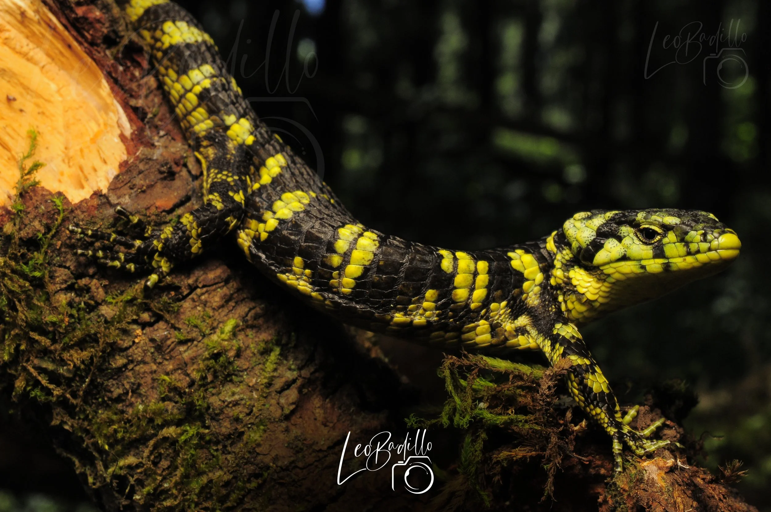 Lagartija con cuerpo negro y manchas amarillas en un tronco de árbol en un bosque oscuro.