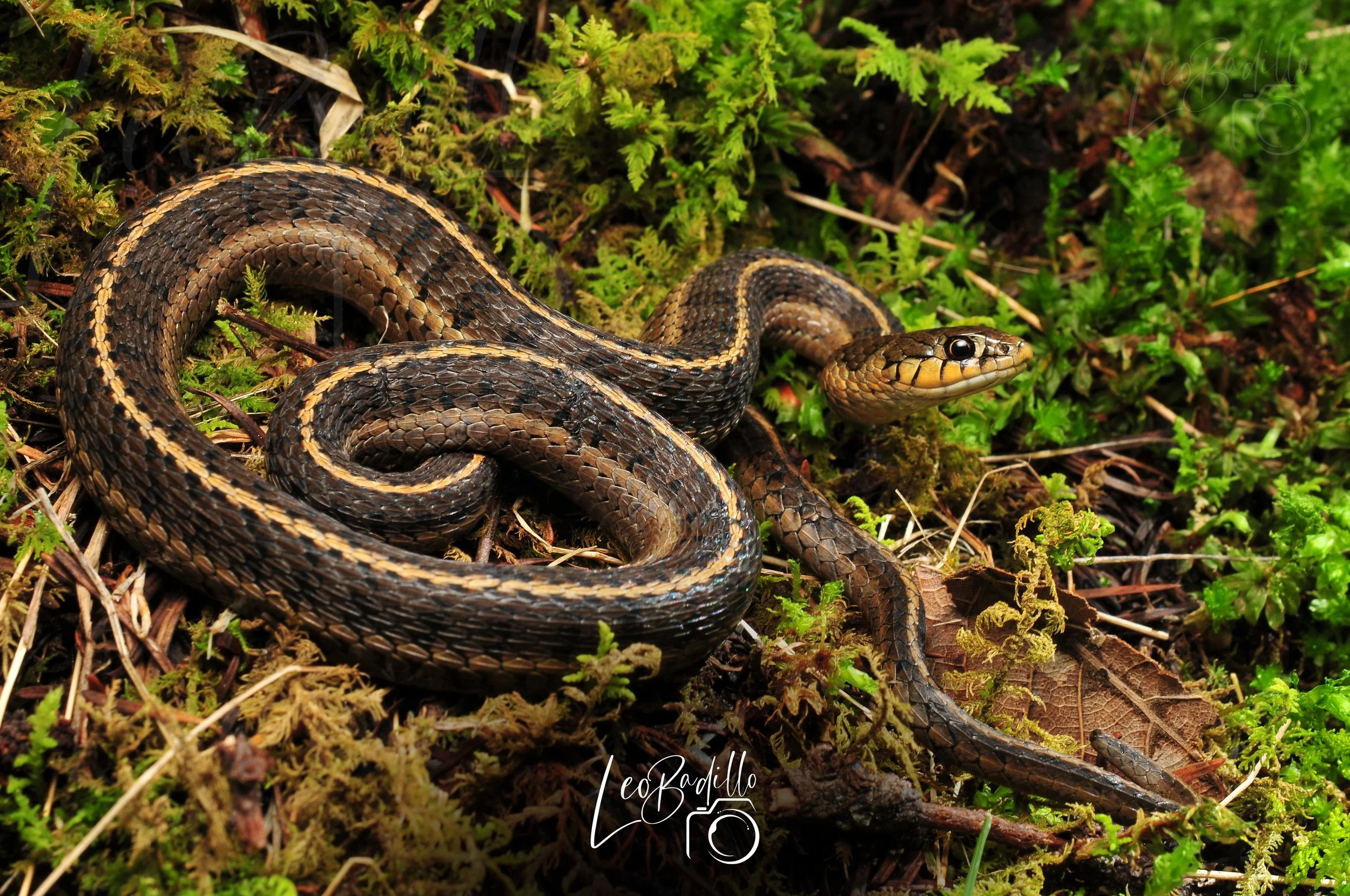 Serpiente de color marrón y negra en la maleza del bosque