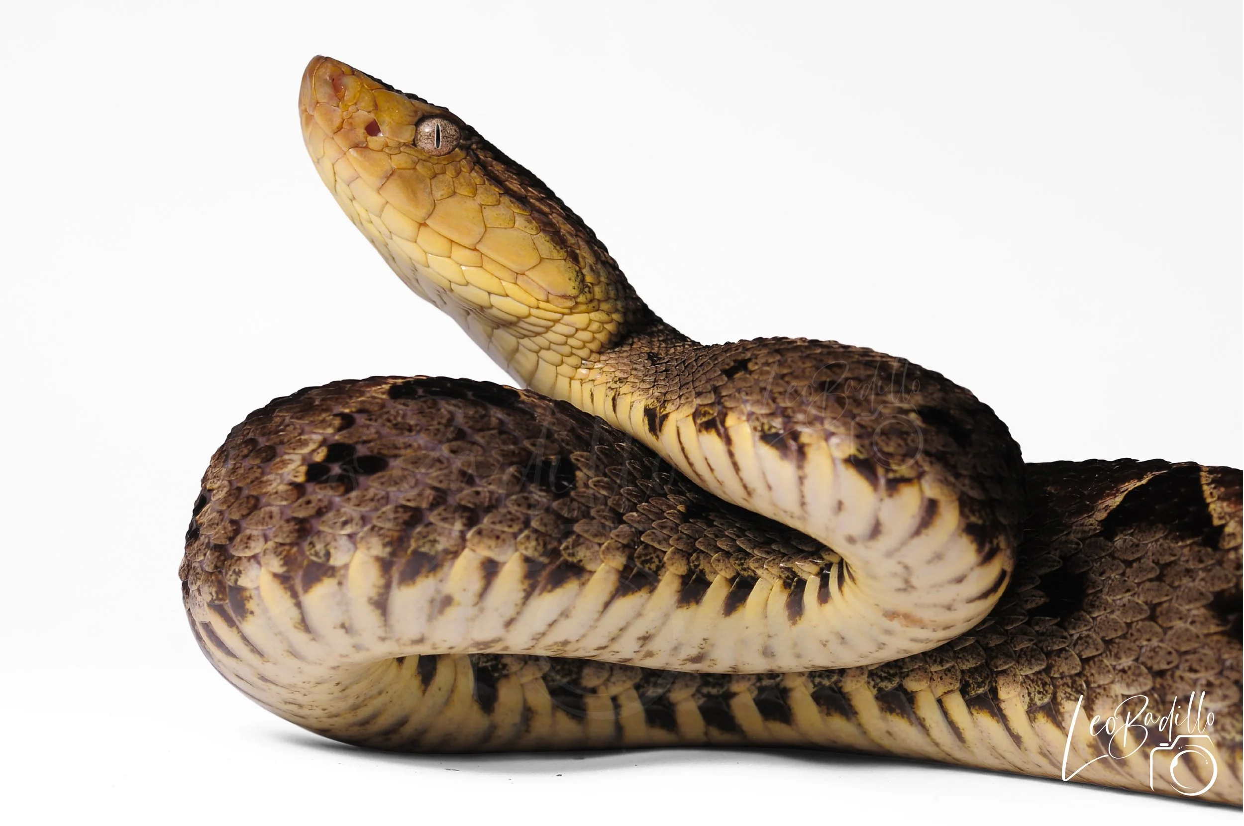 Bothrops asper