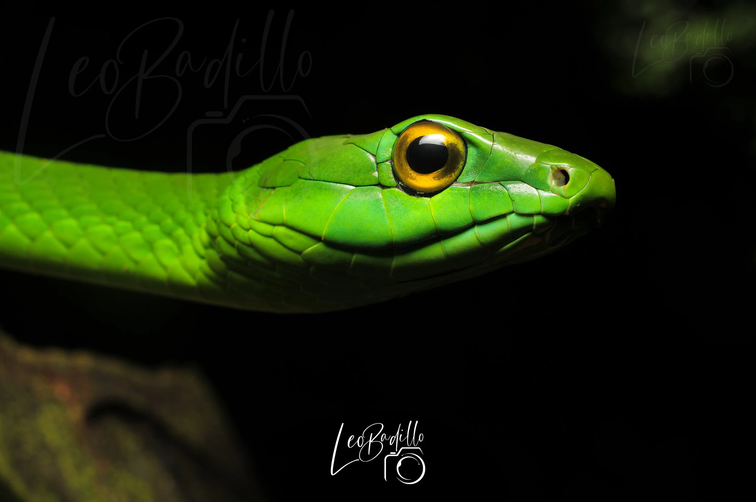 Serpiente verde con ojos grandes y cuerpo escamoso, en un fondo negro.