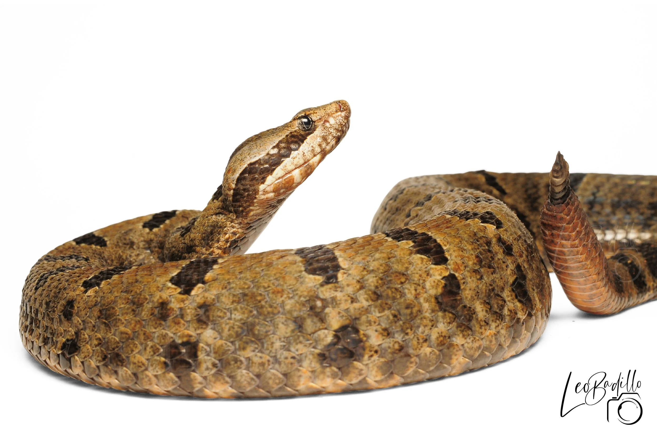 Crotalus morulus
