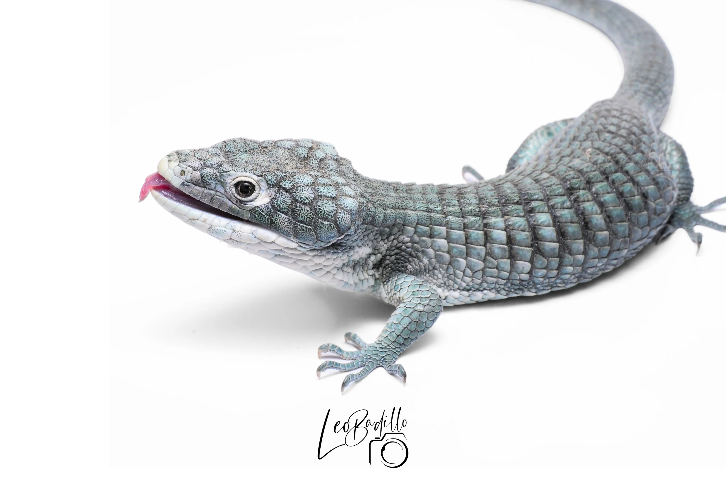 Lagarto gris con la lengua afuera sobre fondo blanco