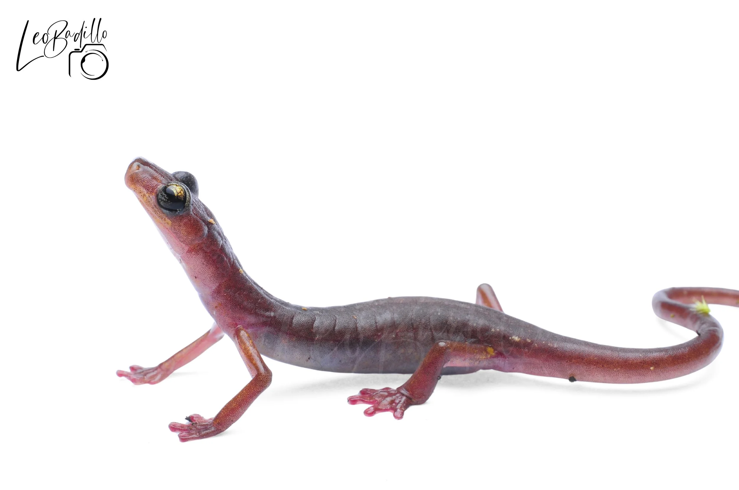 Salamandra de coloración rojiza y negra con ojos grandes, sobre fondo blanco.