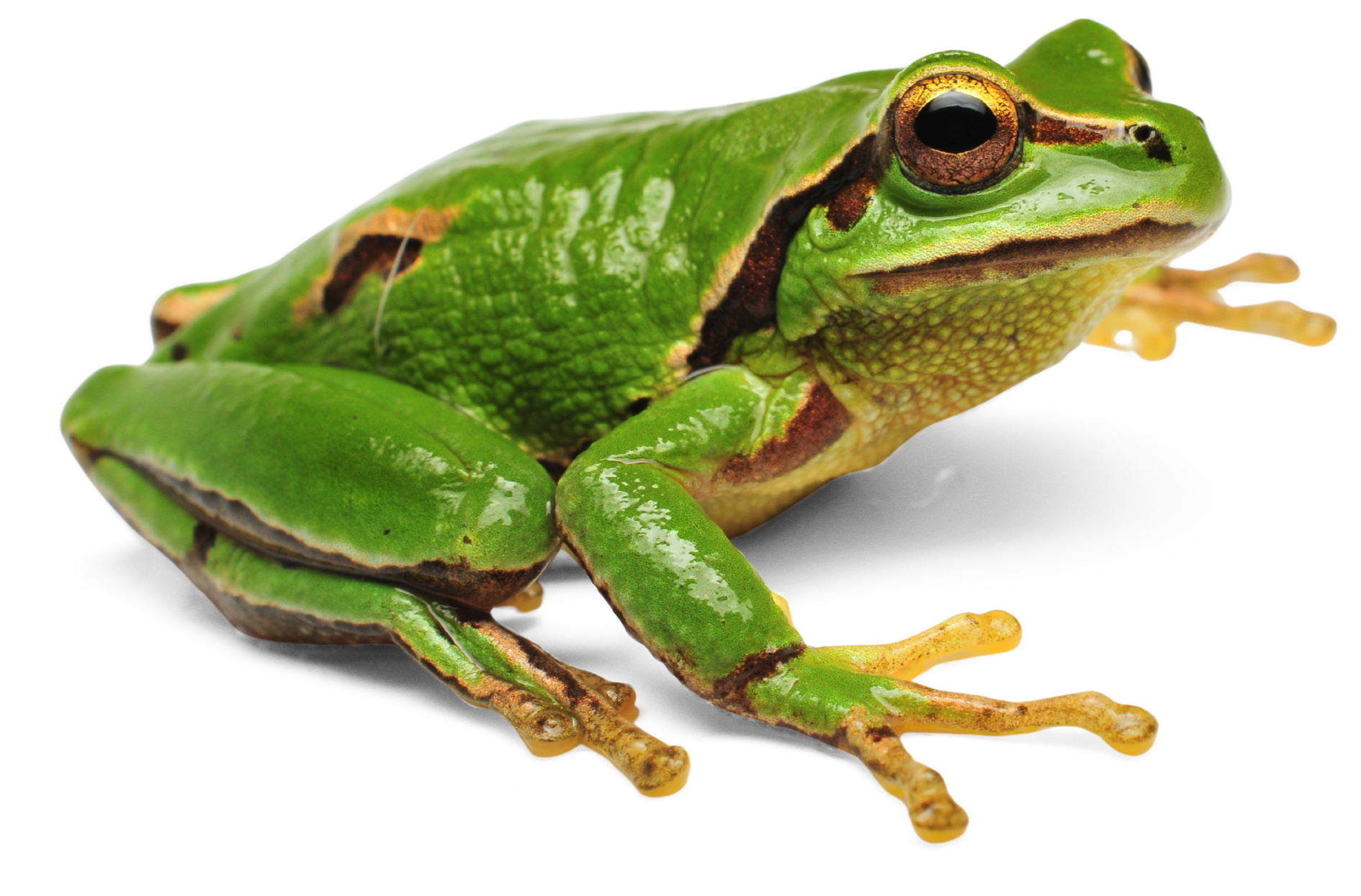 Rana de color verde con manchas negras y marrones, vista lateral en fondo blanco.