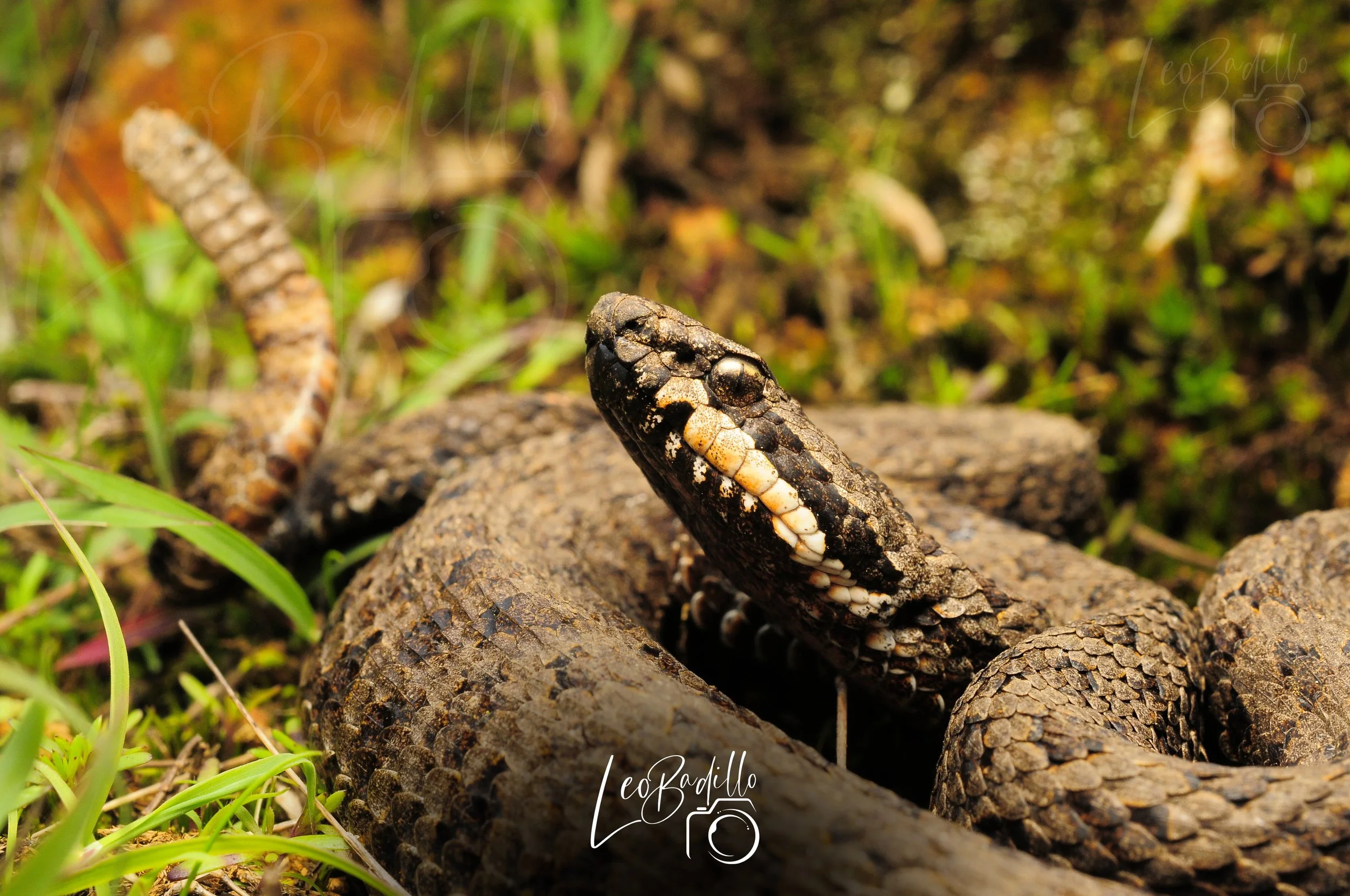 Serpiente de camuflaje en tierra con piedras y césped.