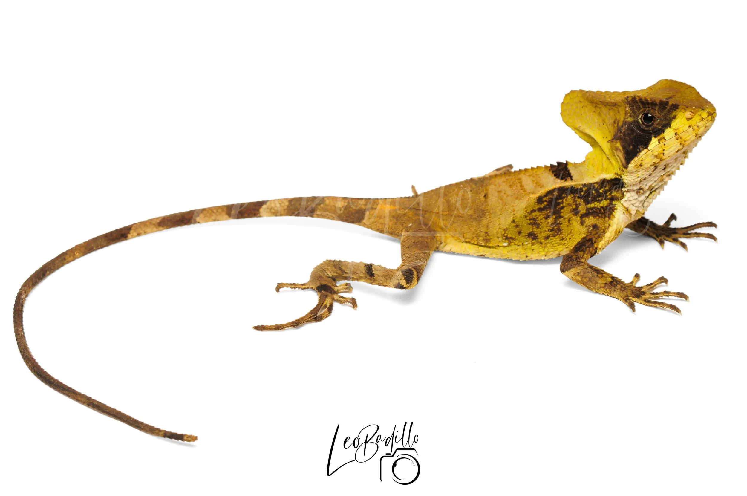 Lagartija con cuerpo amarillo y manchas negras, con cabeza en forma triangular y cola larga y delgada, sobre fondo blanco.