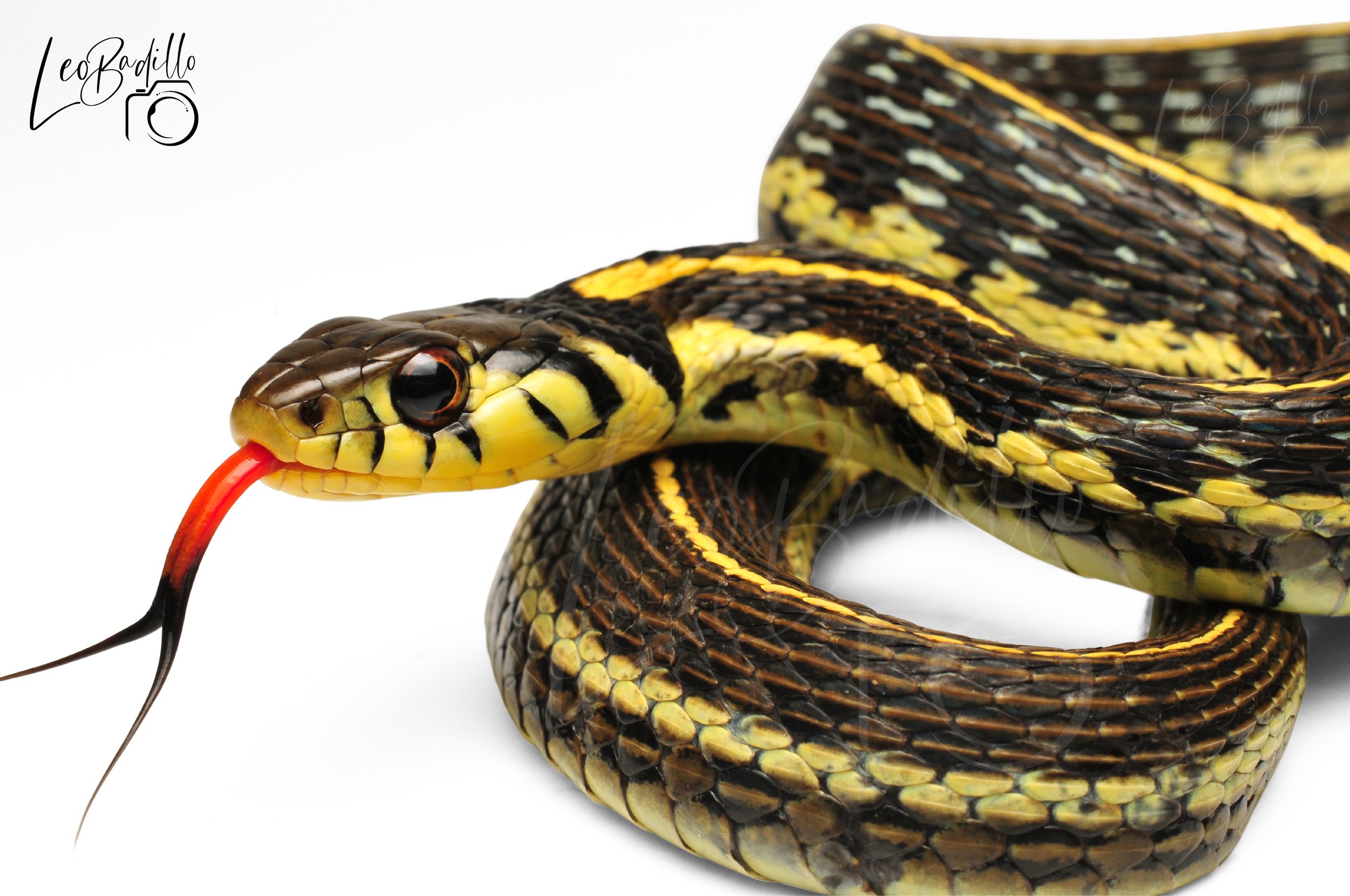 Serpiente de colores amarillo, negro y marrón, con lengua roja y negra en forma bifurcada, enroscada sobre un fondo blanco.