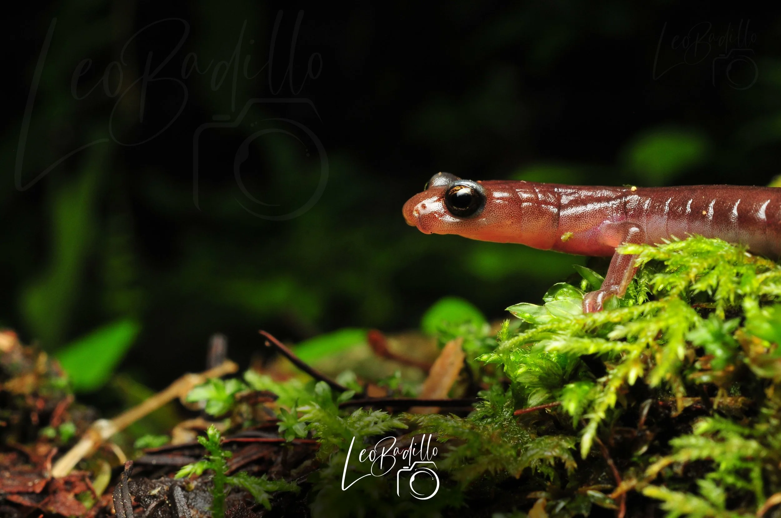 Chiropterotriton chico