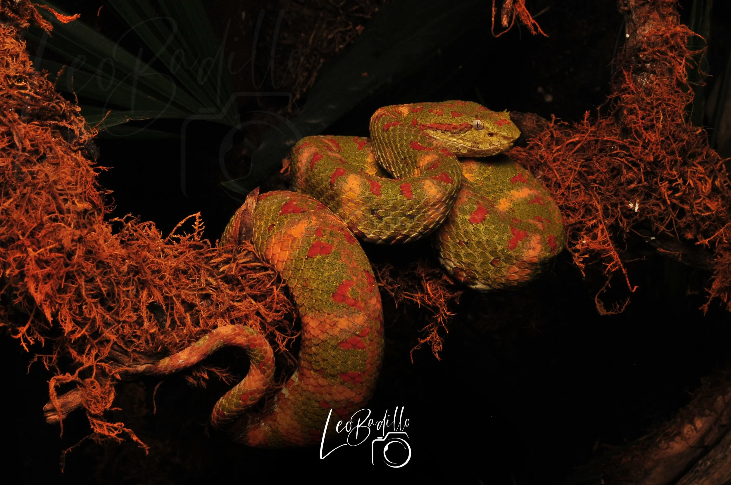 Bothriechis nigroadspersus