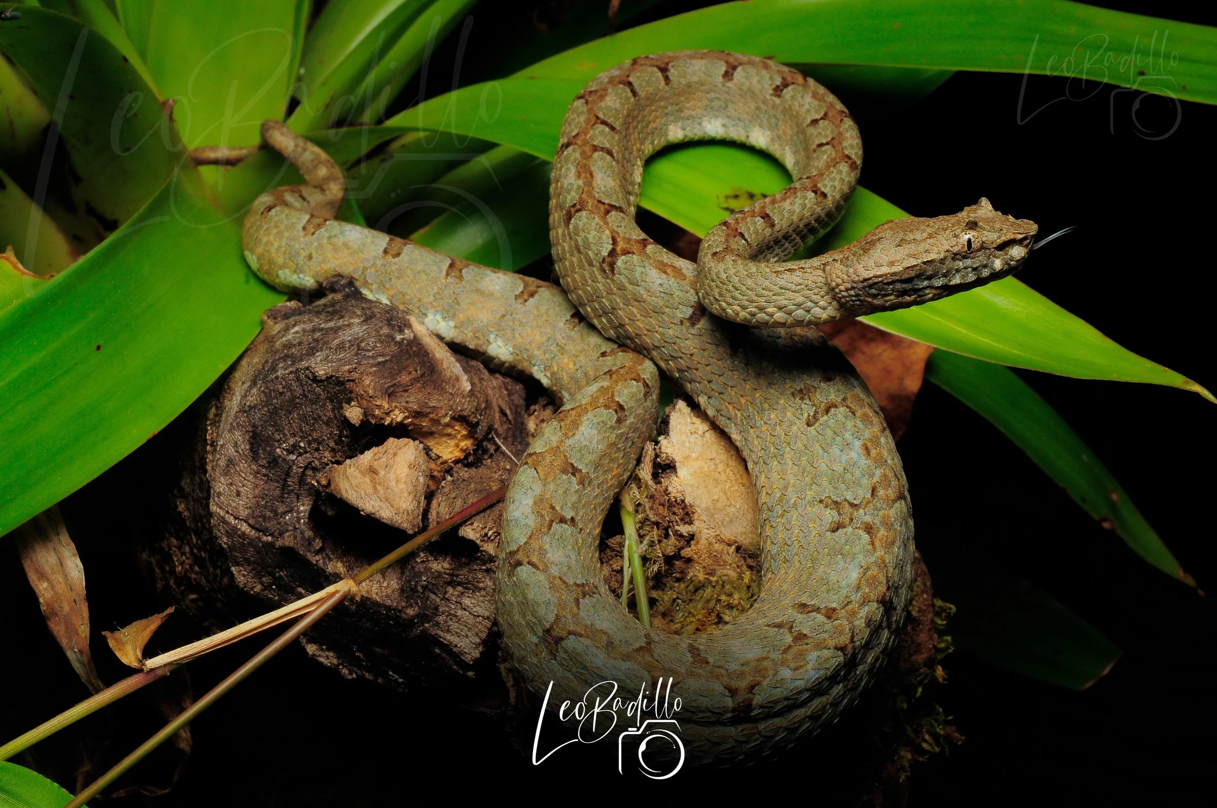 Serpiente de color marrón con escamas enroscada sobre tronco de árbol y hojas verdes en el fondo.