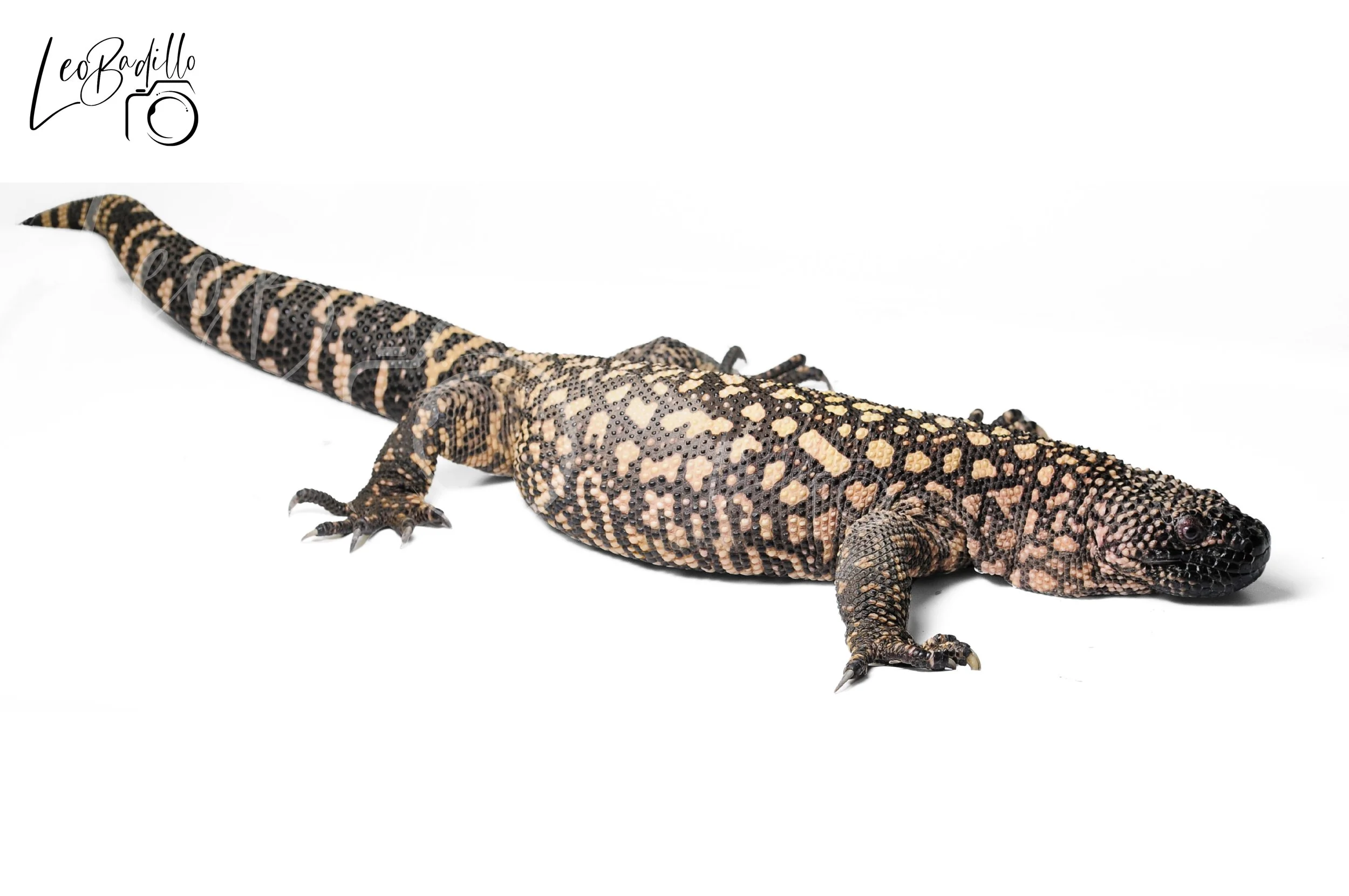 Lagarto con piel espinosa de color negro con manchas beige y oliva, sobre fondo blanco.