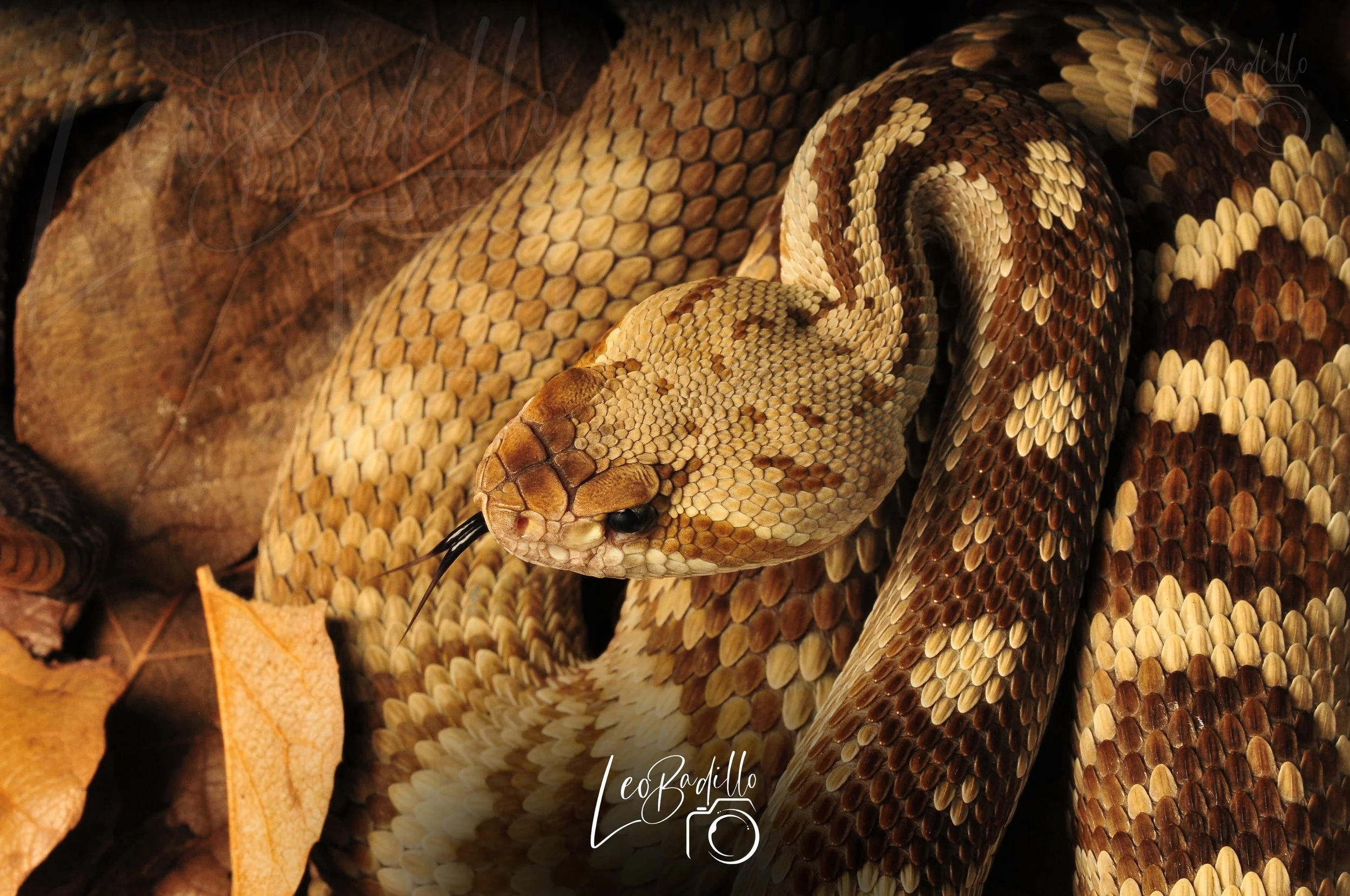 Crotalus ornatus