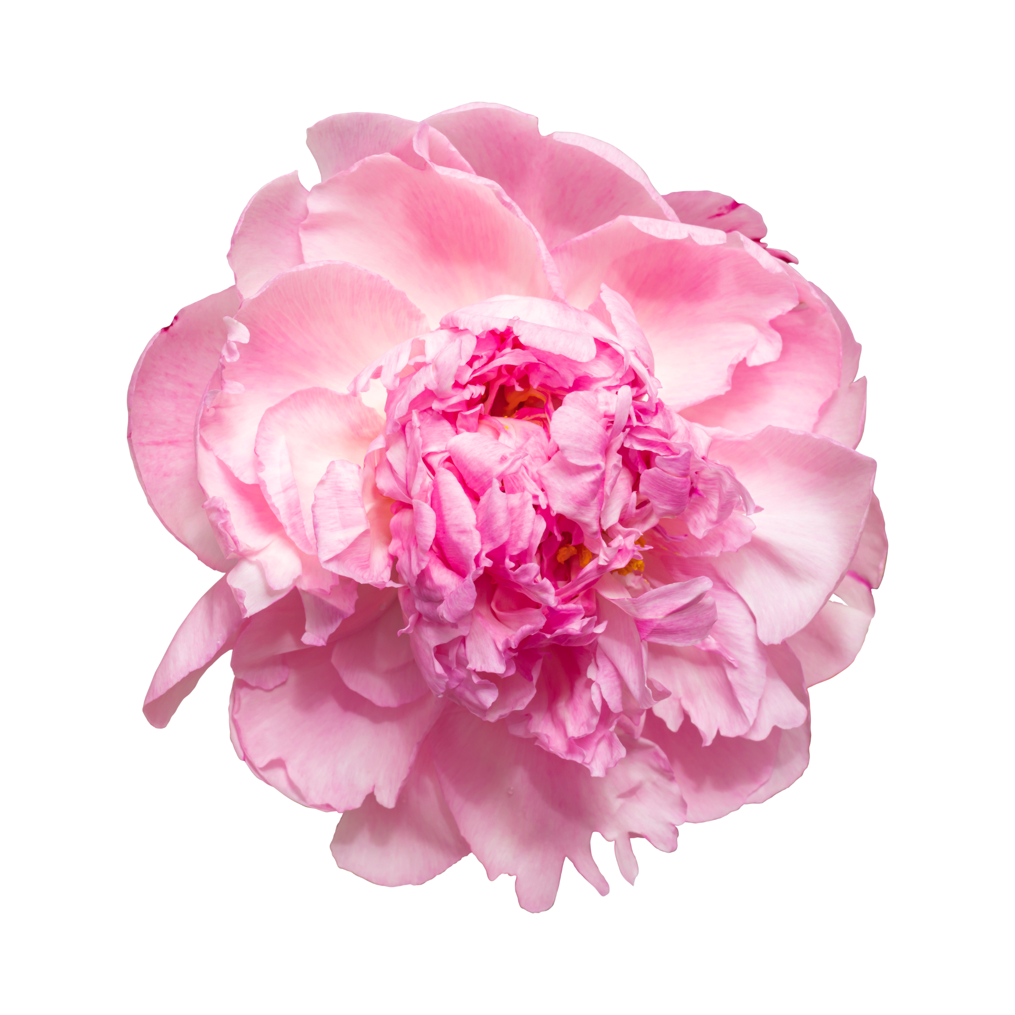 Close-up of a pink peony flower with ruffled petals.