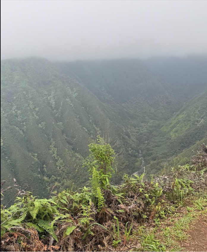 It’s Time To Be Gentle: Teachings From the Jungle