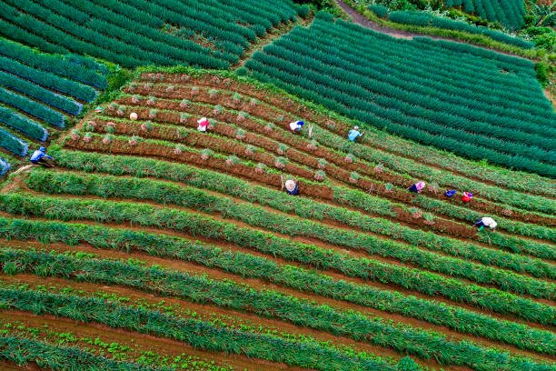 FAO (Food and Agriculture Organization of the UN)