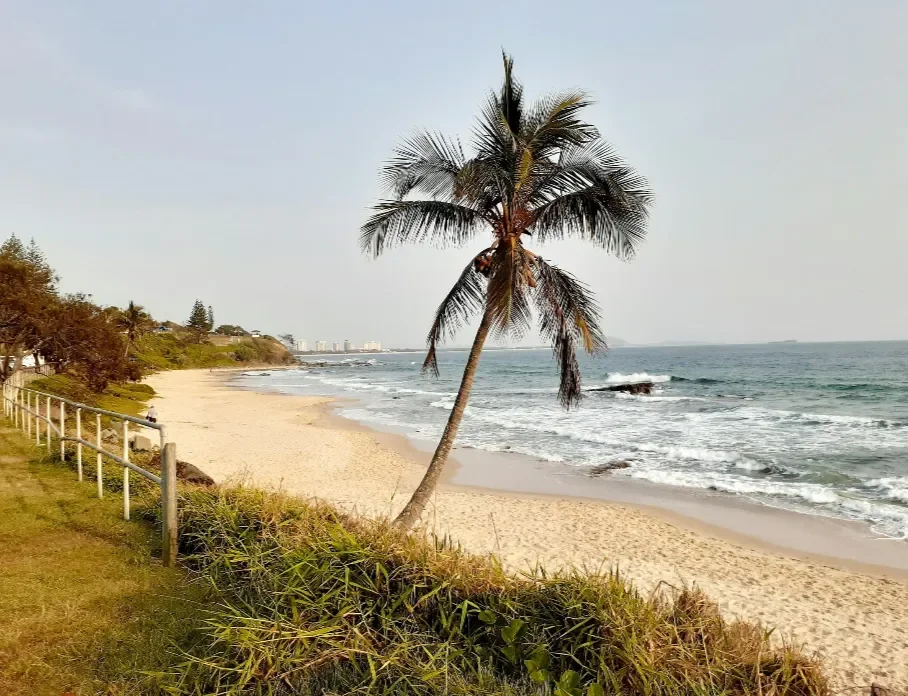 Queensland palm tree with Gold coast