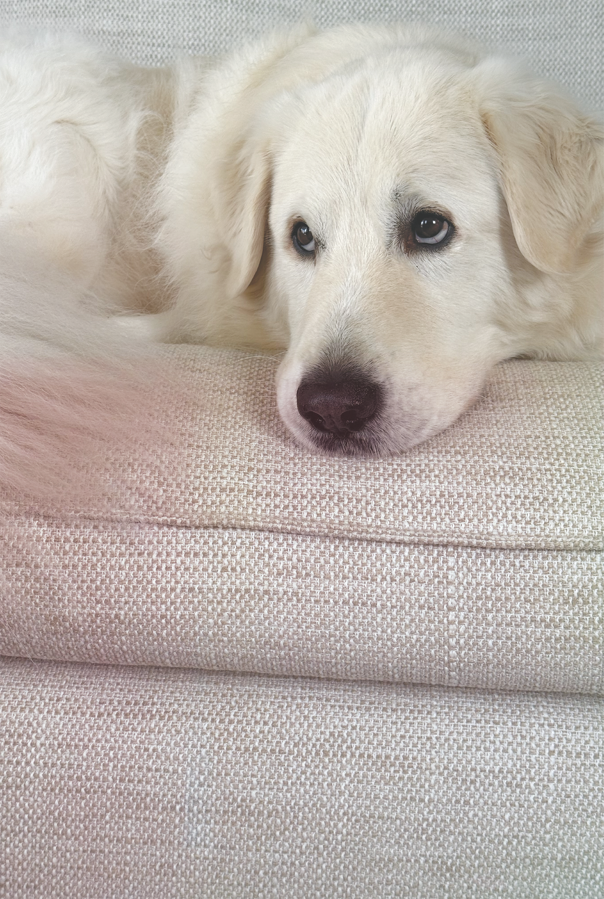 A white dog lying on a light-colored textured fabric surface, looking directly at the camera with a calm expression.