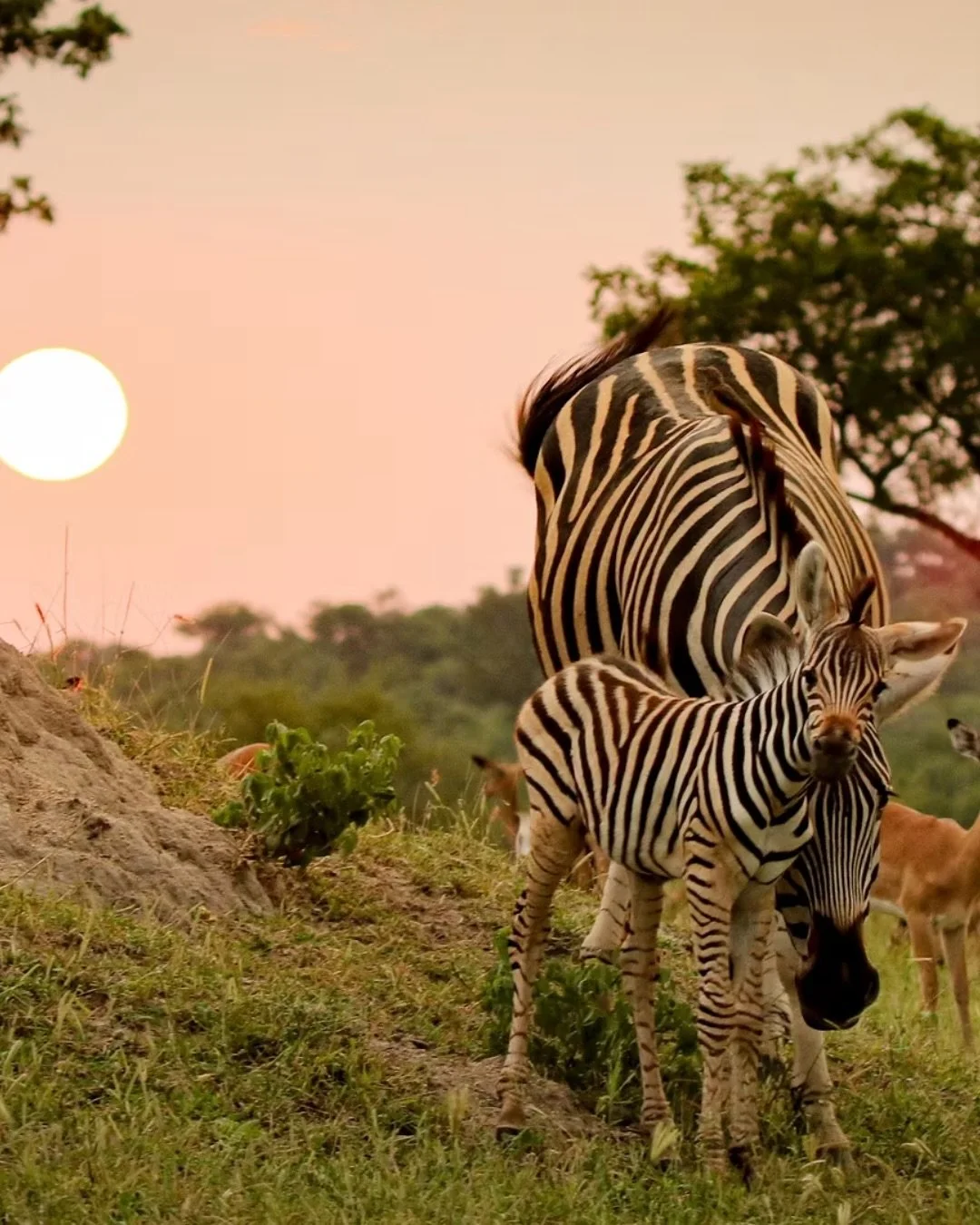 Honeymoon Highlight || If there&rsquo;s a place to start forever, this is hard to beat. From chasing wildlife sightings at sunrise to a glass of wine in the Winelands, this trip hit every note one could hope for. Cape Town, safari, wine lands, and Vi