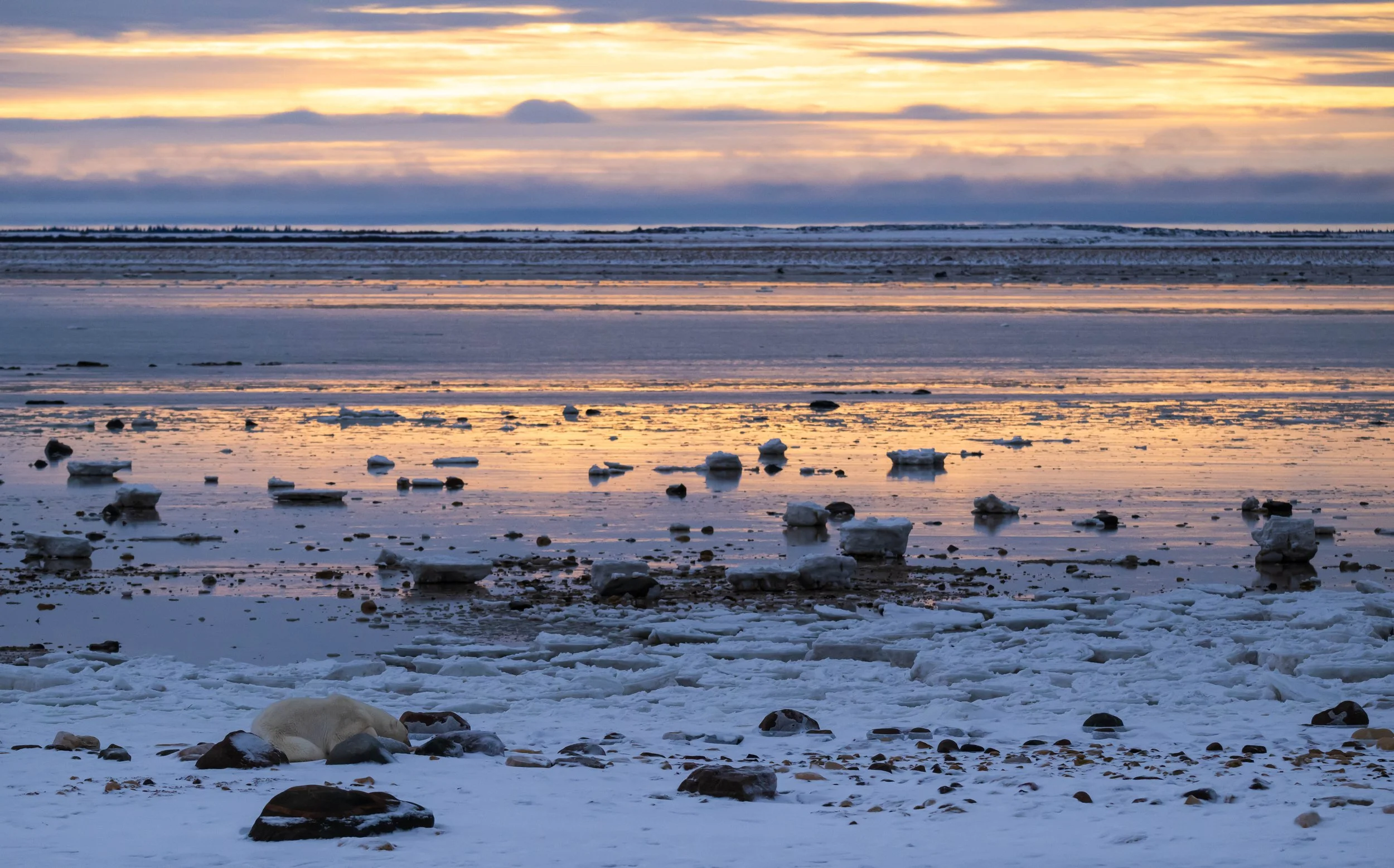 Polar Bears 2025-9192.jpg