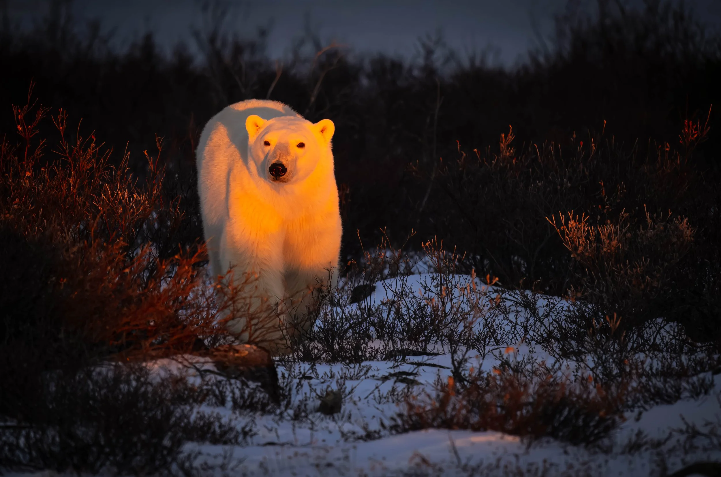 Polar Bears of Churchill
