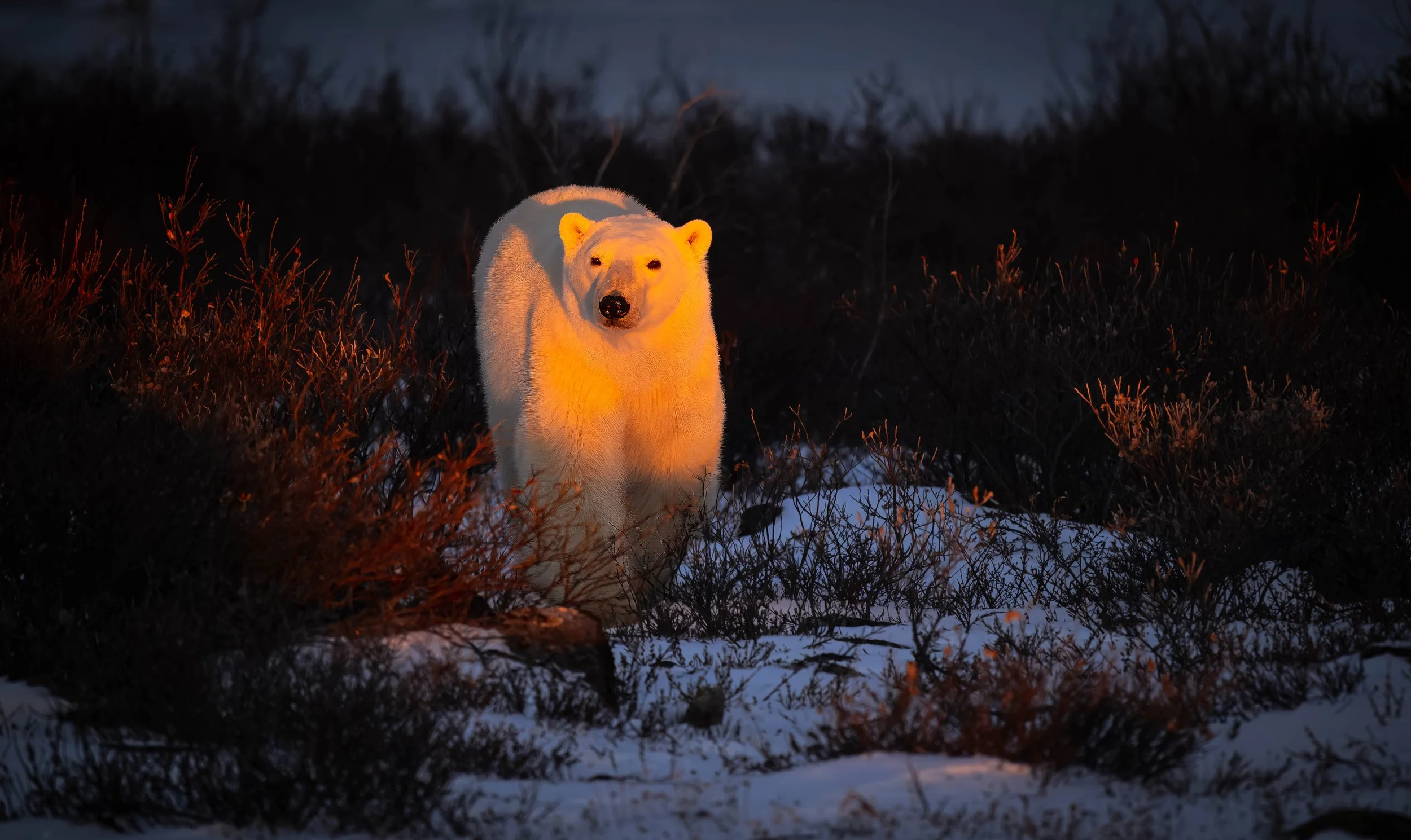 Polar Bears 2025-7486-2-3.jpg