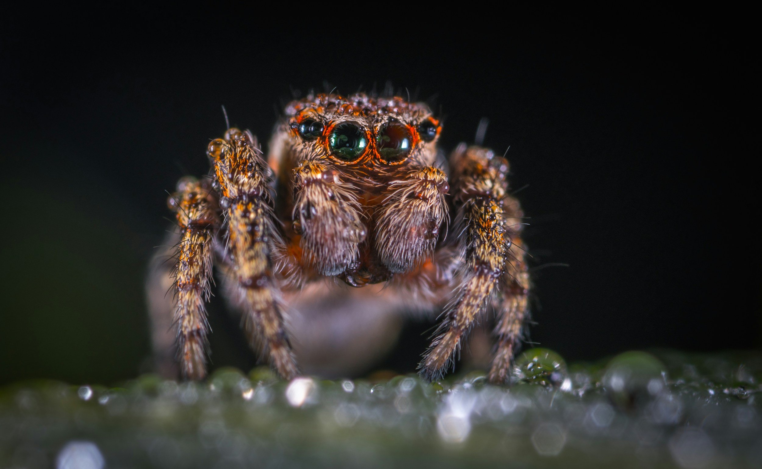 Close-up of a small jumping spider with black and orange markings and large green eyes, on a dark background.