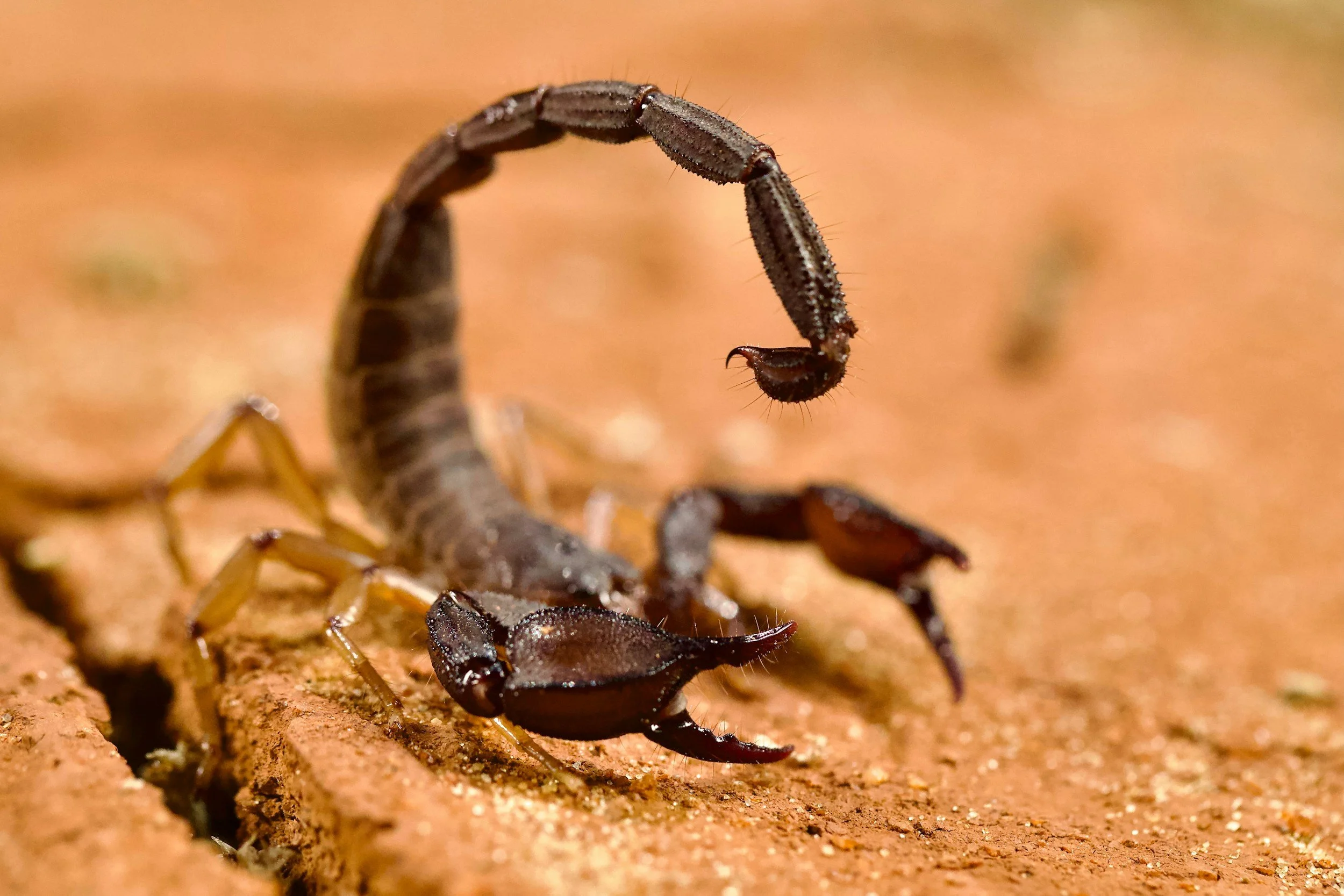 Close-up of a scorpion with its tail curved over its body, on a reddish-brown ground.