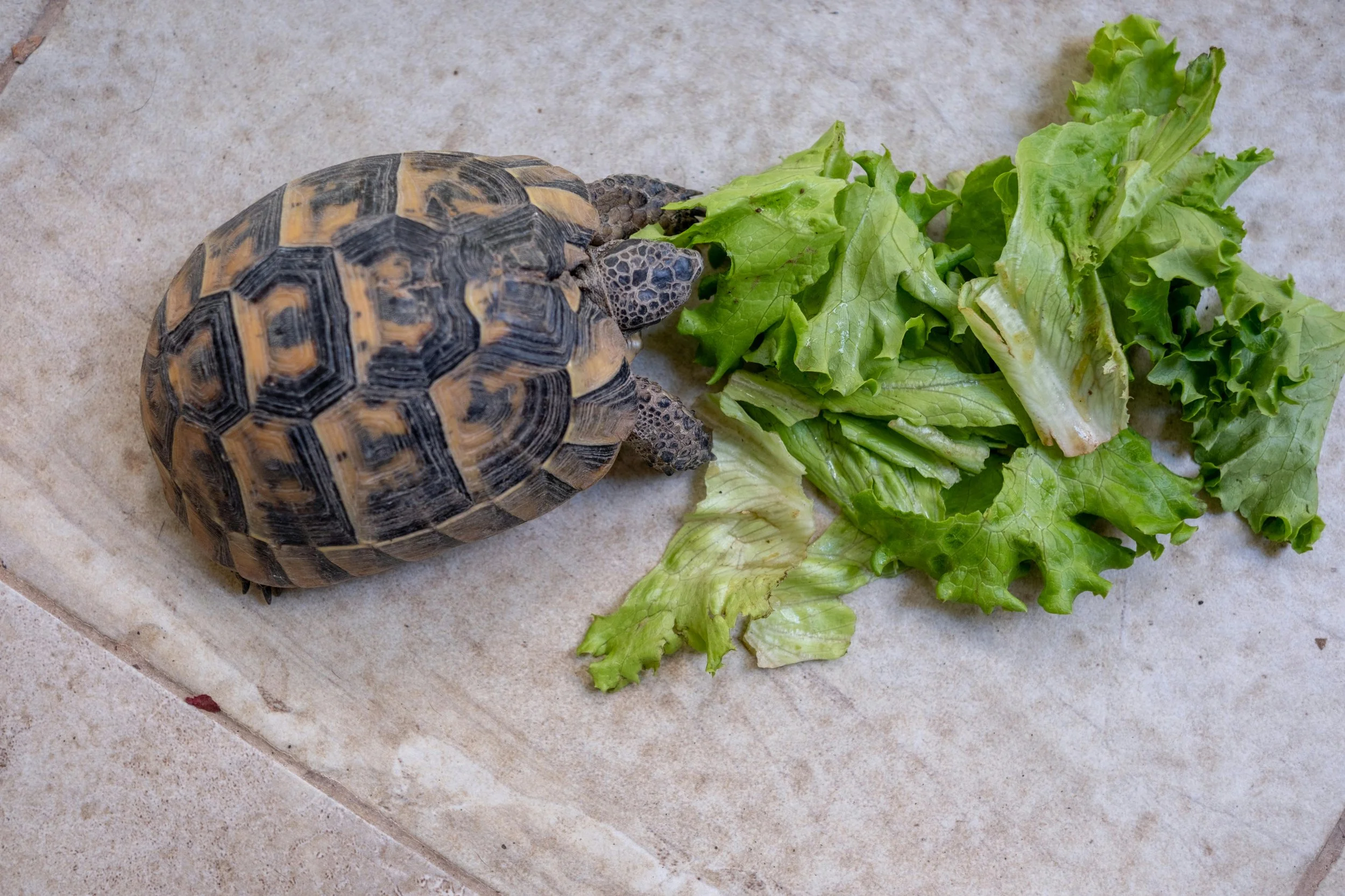 A small turtle with a patterned shell eating a piece of leafy green lettuce on a light-colored tiled surface.