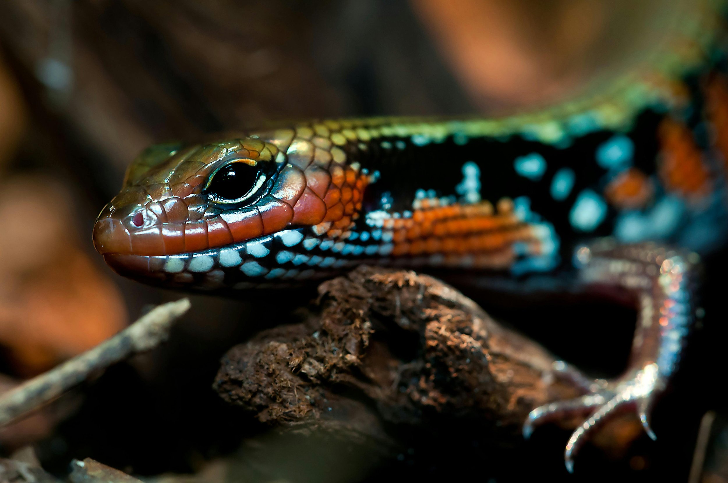 Close-up of a vibrant, colorful lizard resting on a piece of bark.