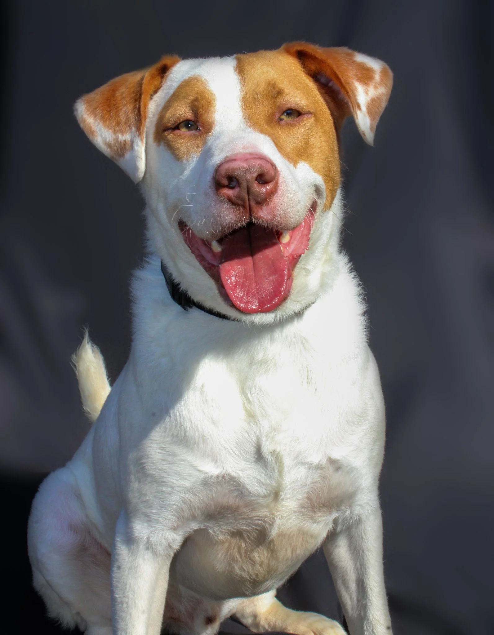 https://www.rescuingrescues.org/adoptable-dog