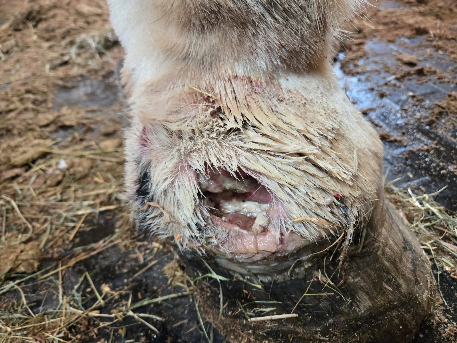 Close-up of a Clydesdale horse's hoof showing an abscess wound and dried mucus, with mud and straw around it on the ground.
