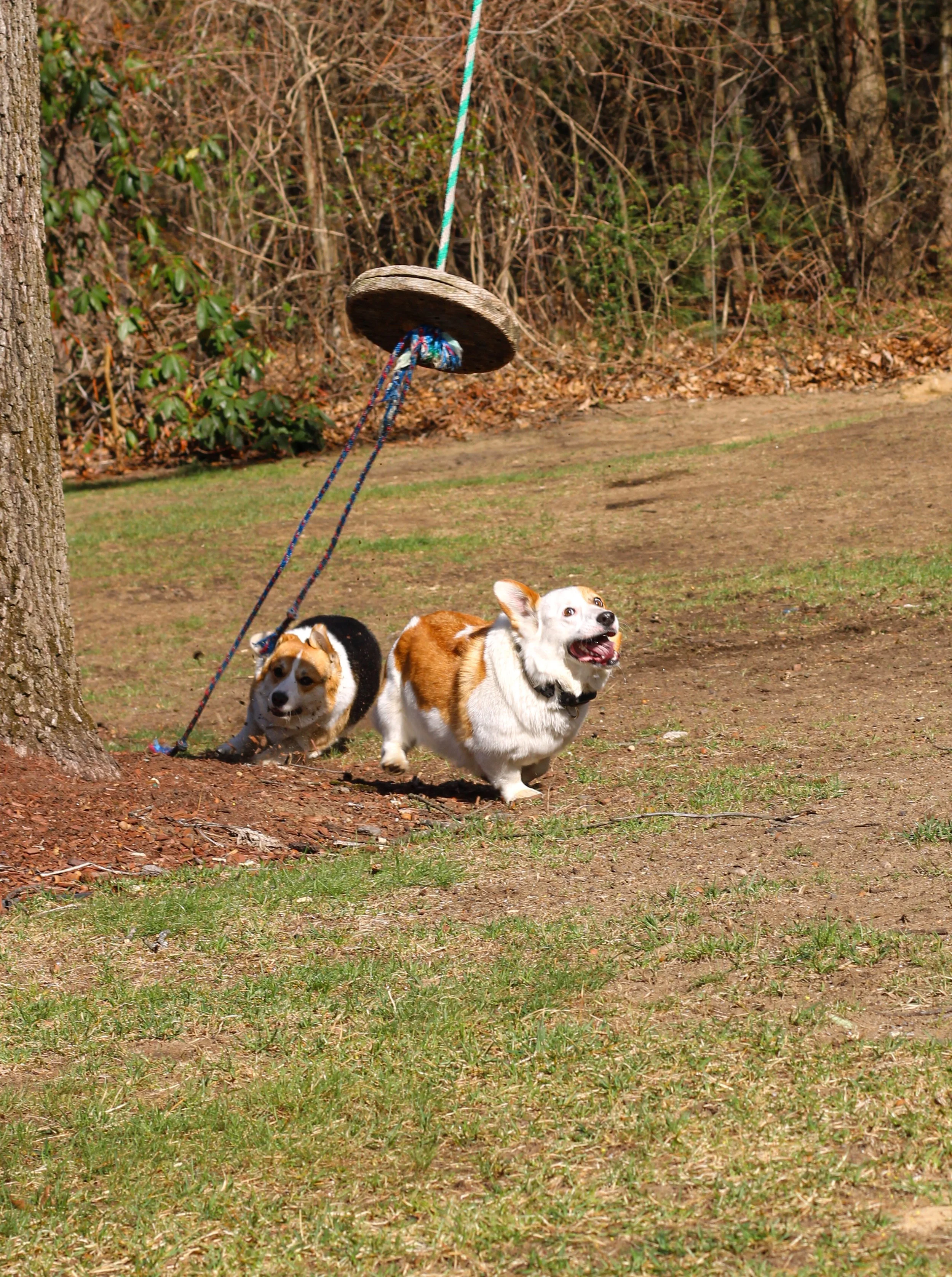 Two dogs running outdoors near a tree with a tire swing. The ground has patches of grass and dirt, and there are trees and bushes in the background.