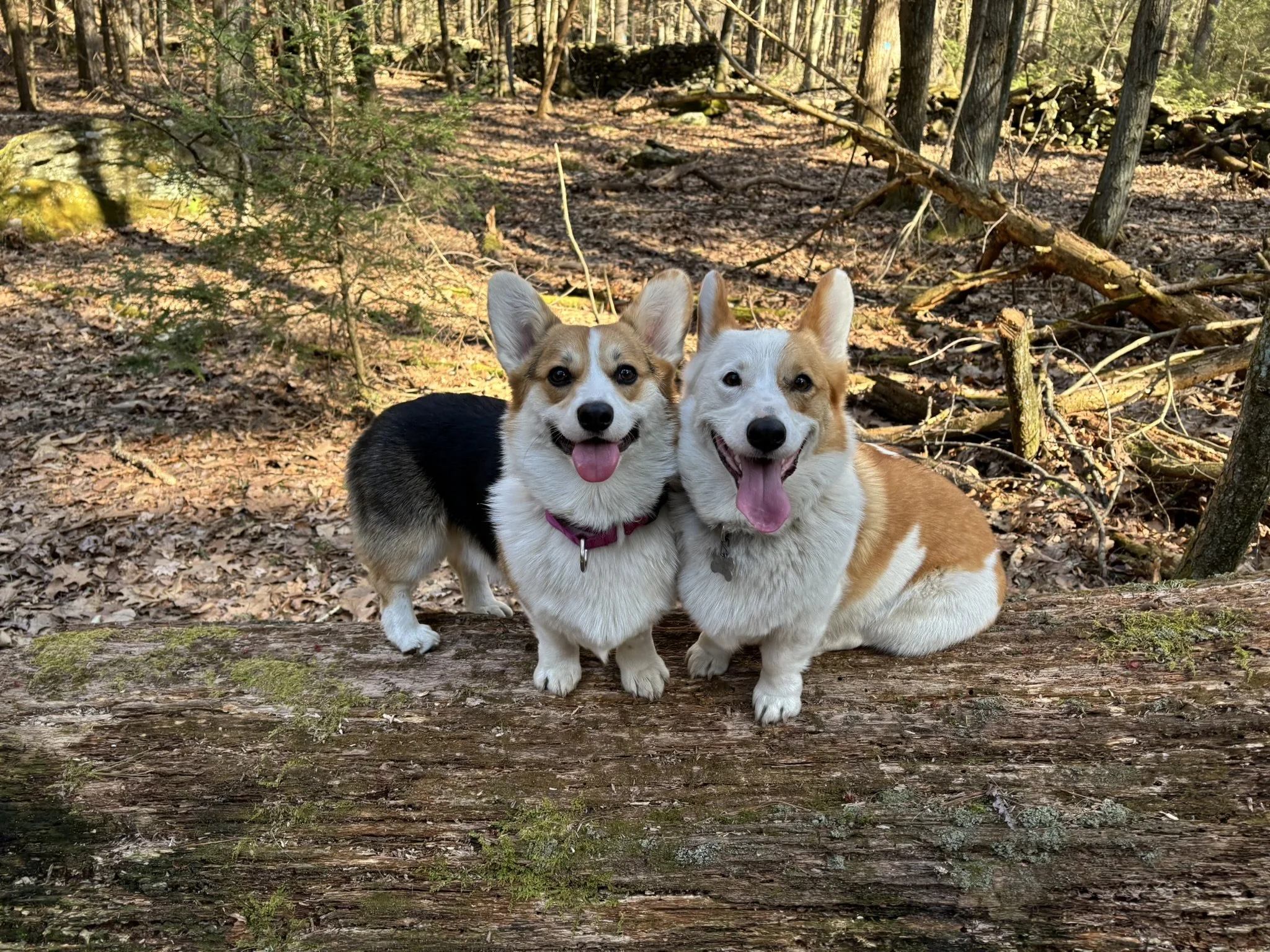 Two corgi dogs sitting on a fallen log in a forest, smiling with their tongues out.