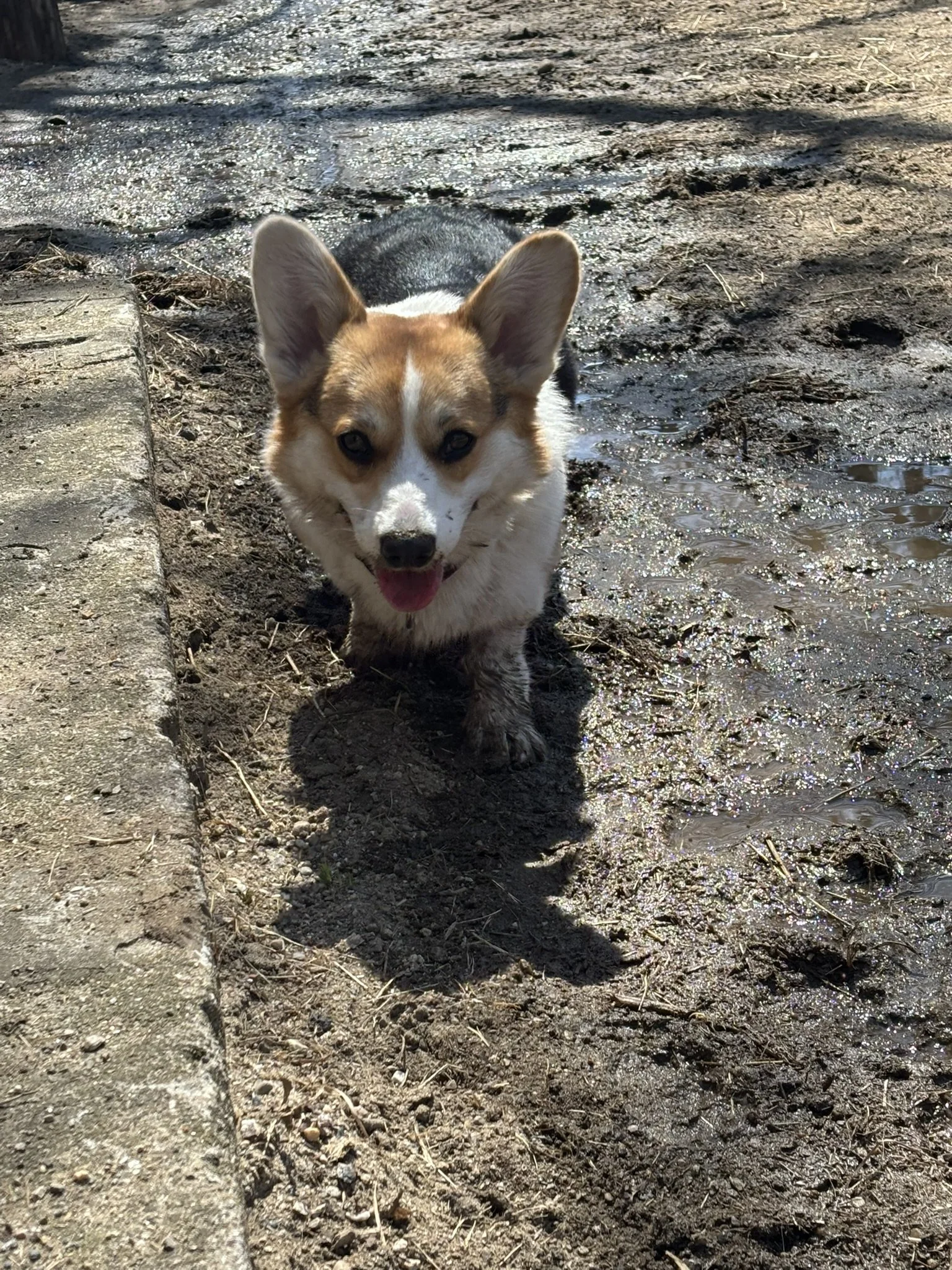 Corgi dog walking on muddy ground near water, with a concrete sidewalk on the side.