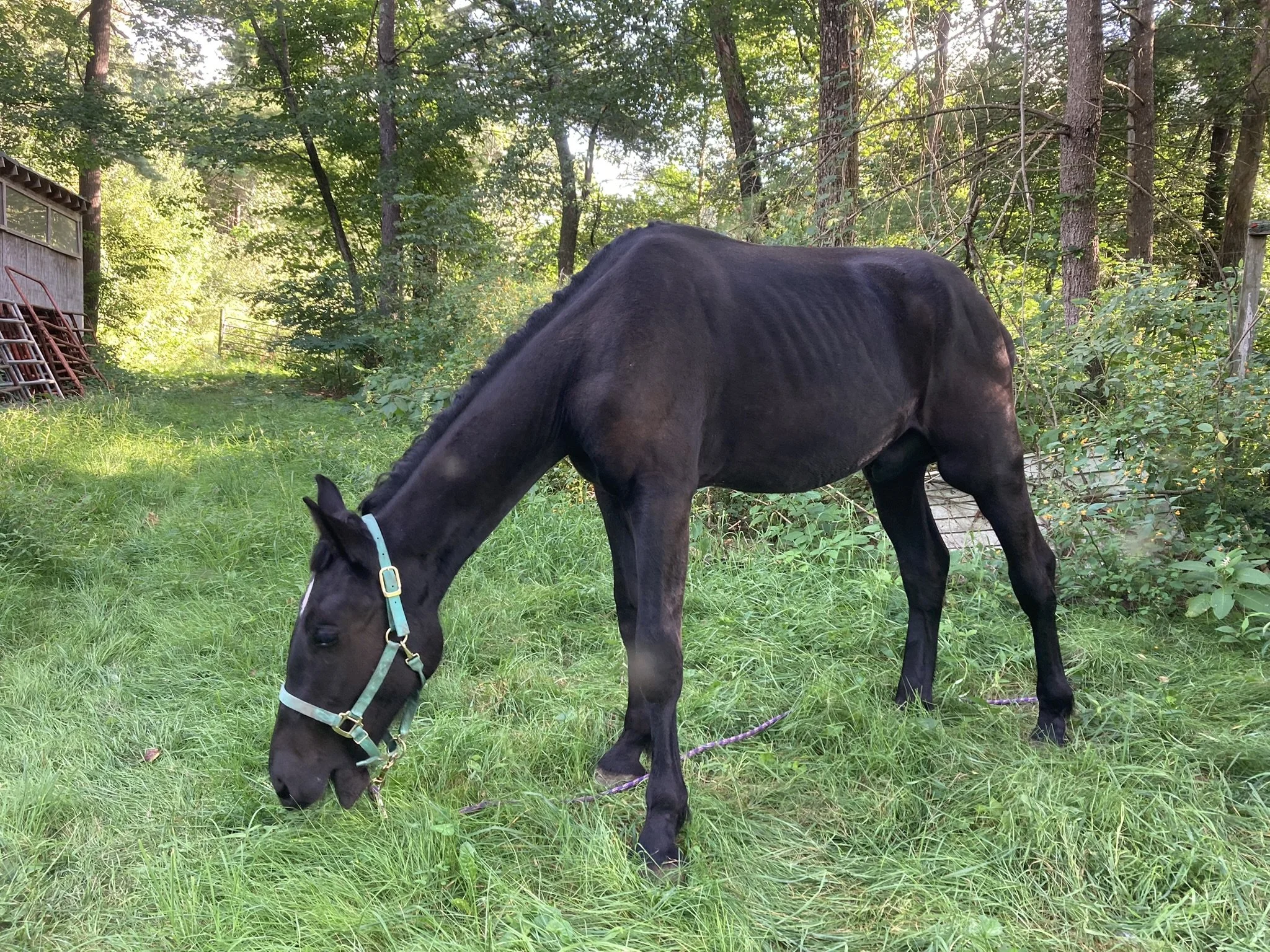 A black horse wearing a mint green halter grazing in a grassy field with trees and a rustic building in the background.