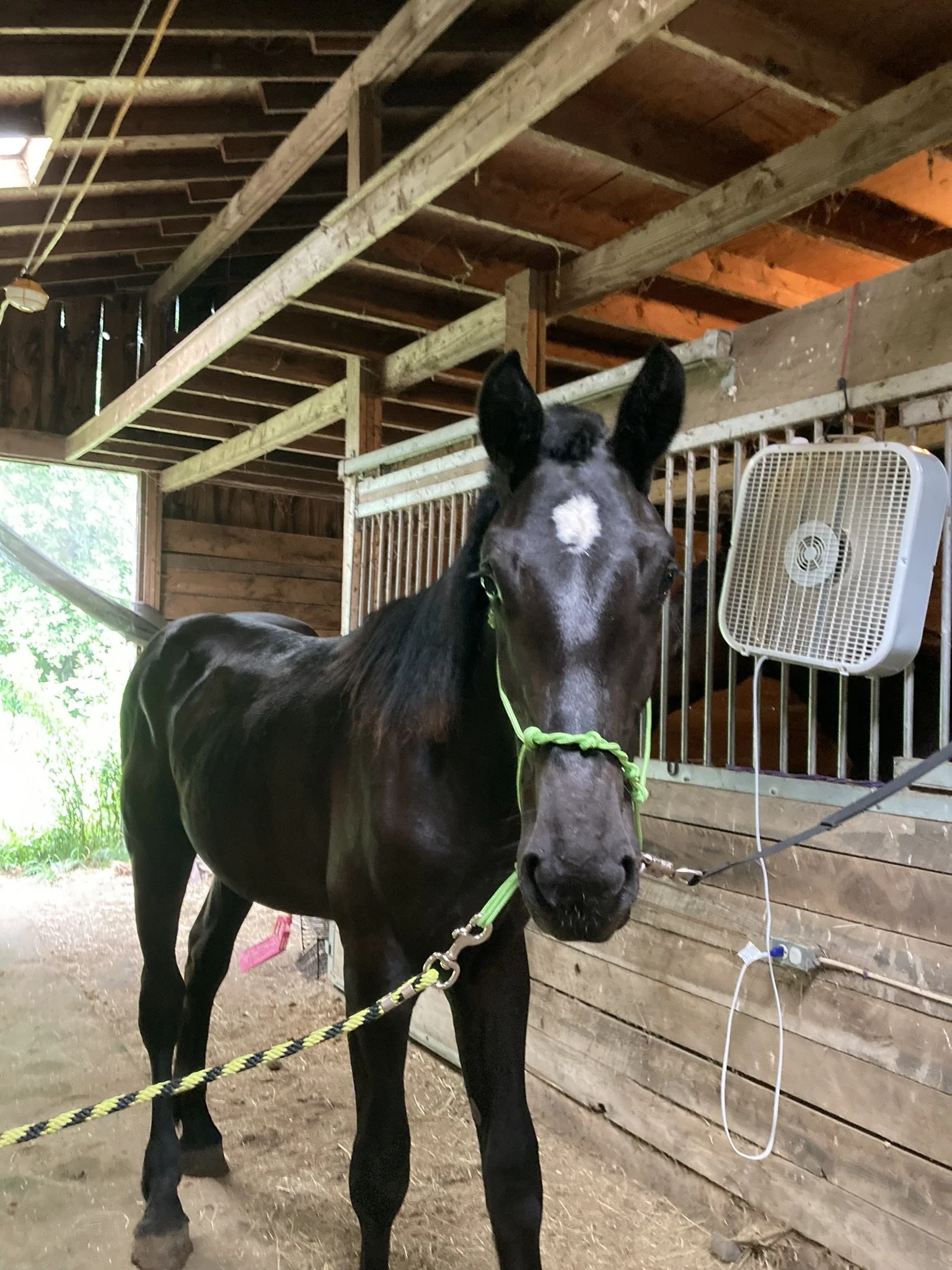 A black draft horse yearling with a white star-shaped marking on its forehead, standing inside a wooden barn, wearing a green halter and lead rope, with a fan mounted on the wall behind it.