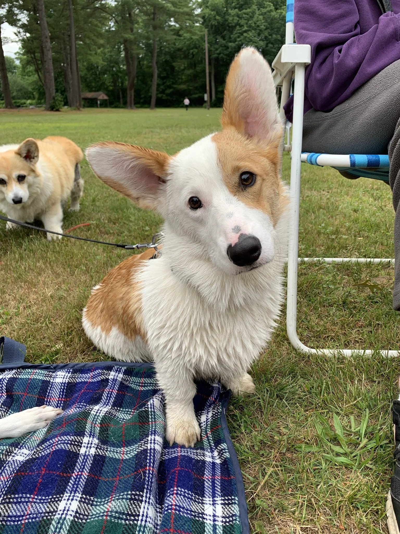 A cute puppy with one ear standing up and one ear tilted, sitting on a plaid blanket outdoors in a grassy area. There is another dog in the background and a person sitting on a chair next to the puppy.