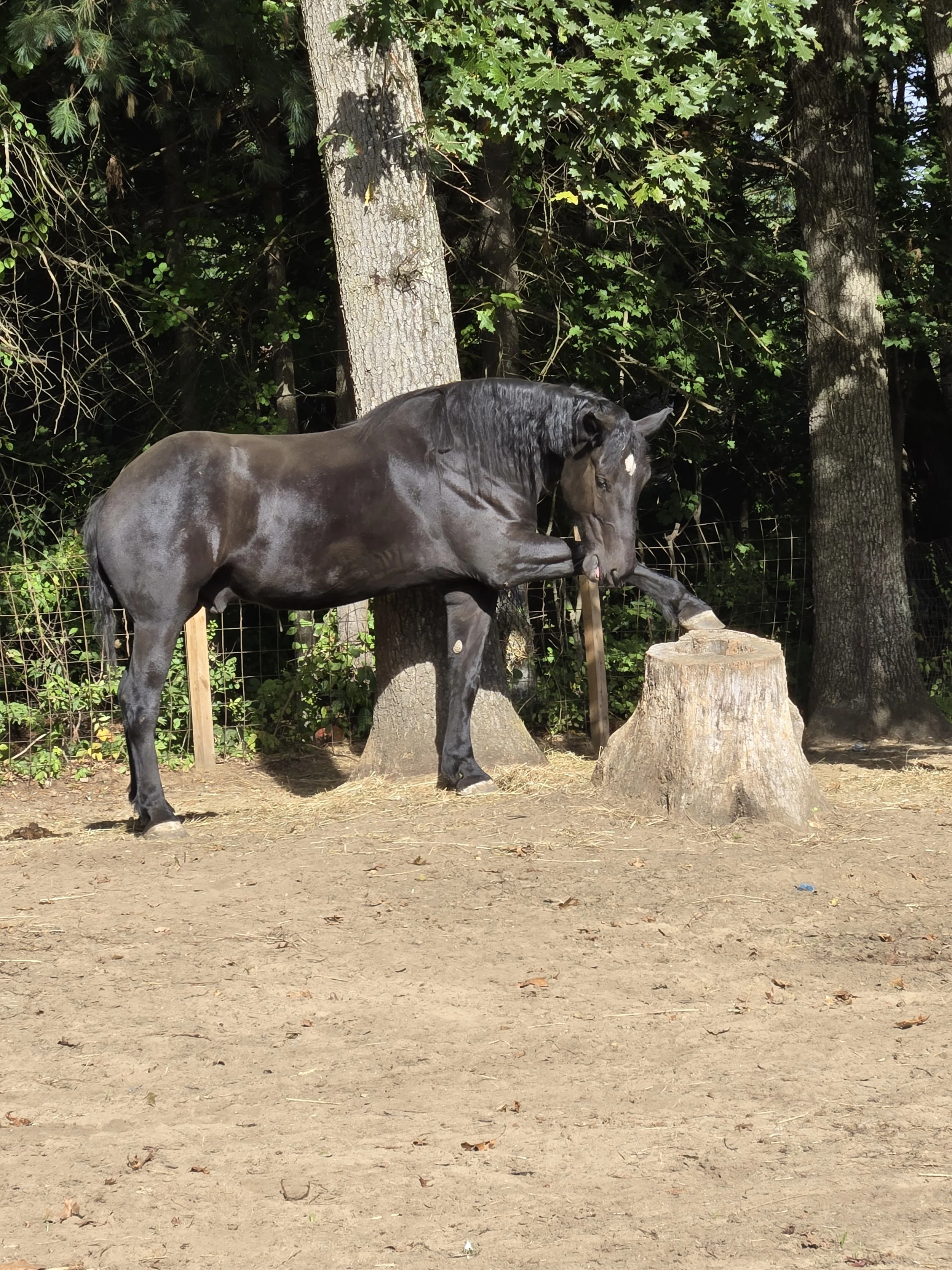 A black draft horse with a white mark on its forehead, standing in a wooded area, lifting one front leg and touching a tree stump with its front hoof.
