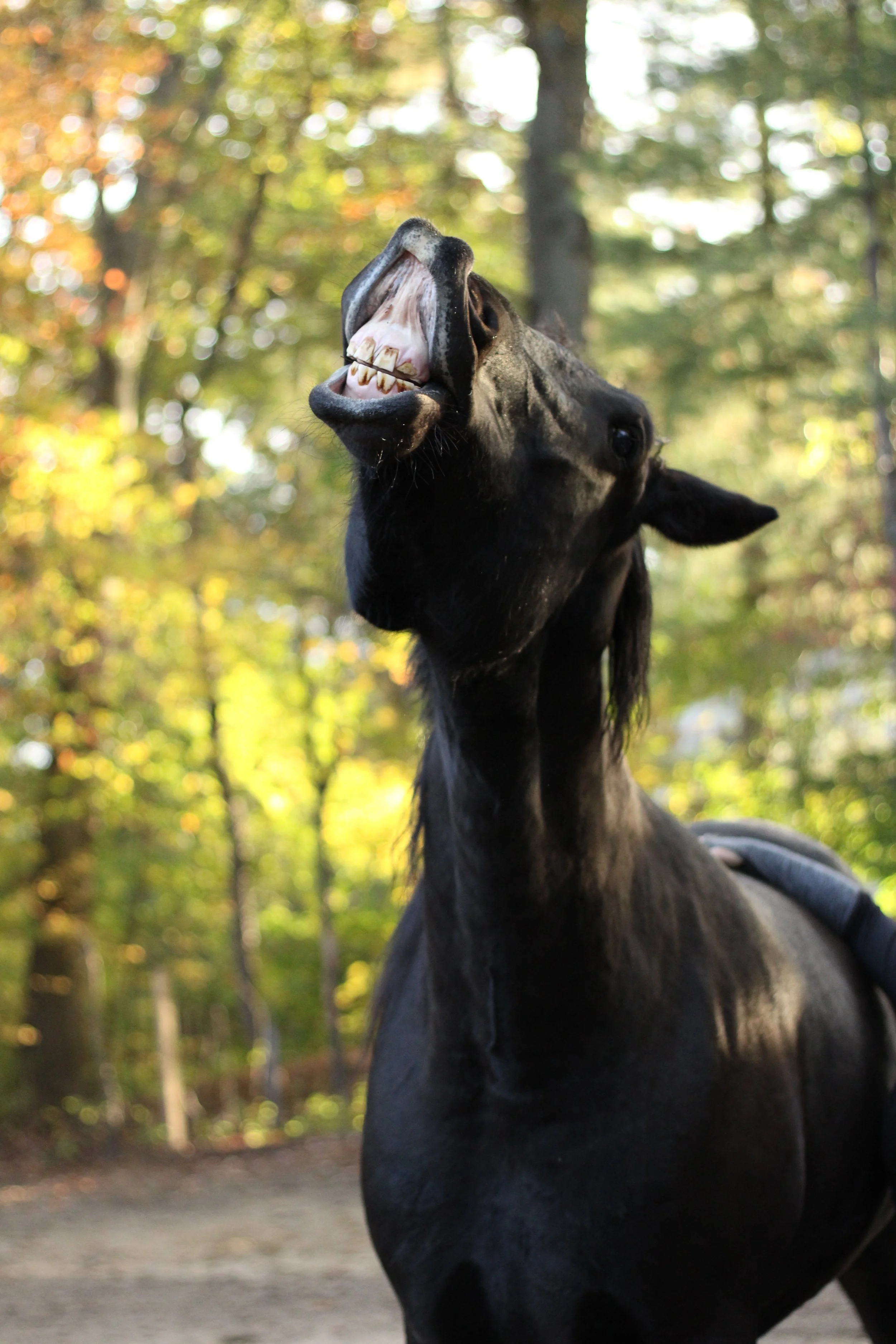A black horse with its mouth open, showing teeth, outdoors in a wooded area with green and yellow foliage.