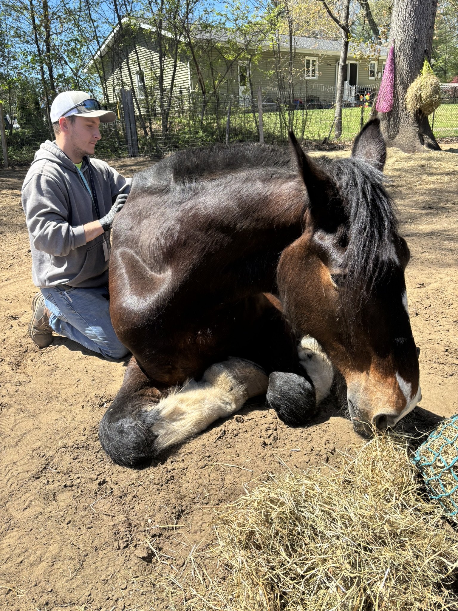 A man in a gray hoodie and jeans kneels on the ground, with a large brown and white Clydesdale horse that is lying on the dirt during an equine assisted learning session. The horse is resting with its head down, near a pile of hay. There are trees, a