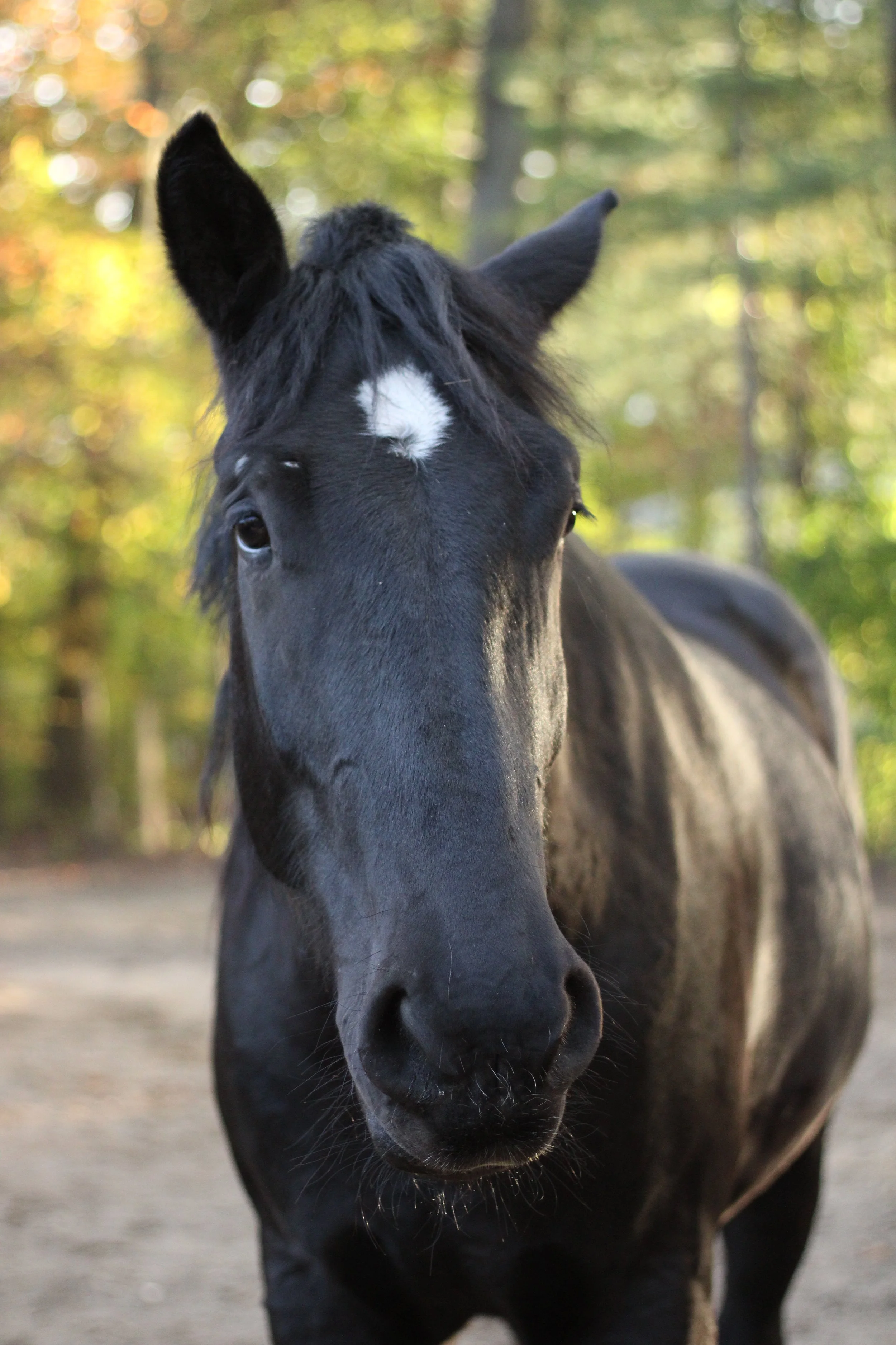 Close-up photo of a black horse with a white star on its forehead, standing outdoors with a blurred background of trees and autumn foliage.
