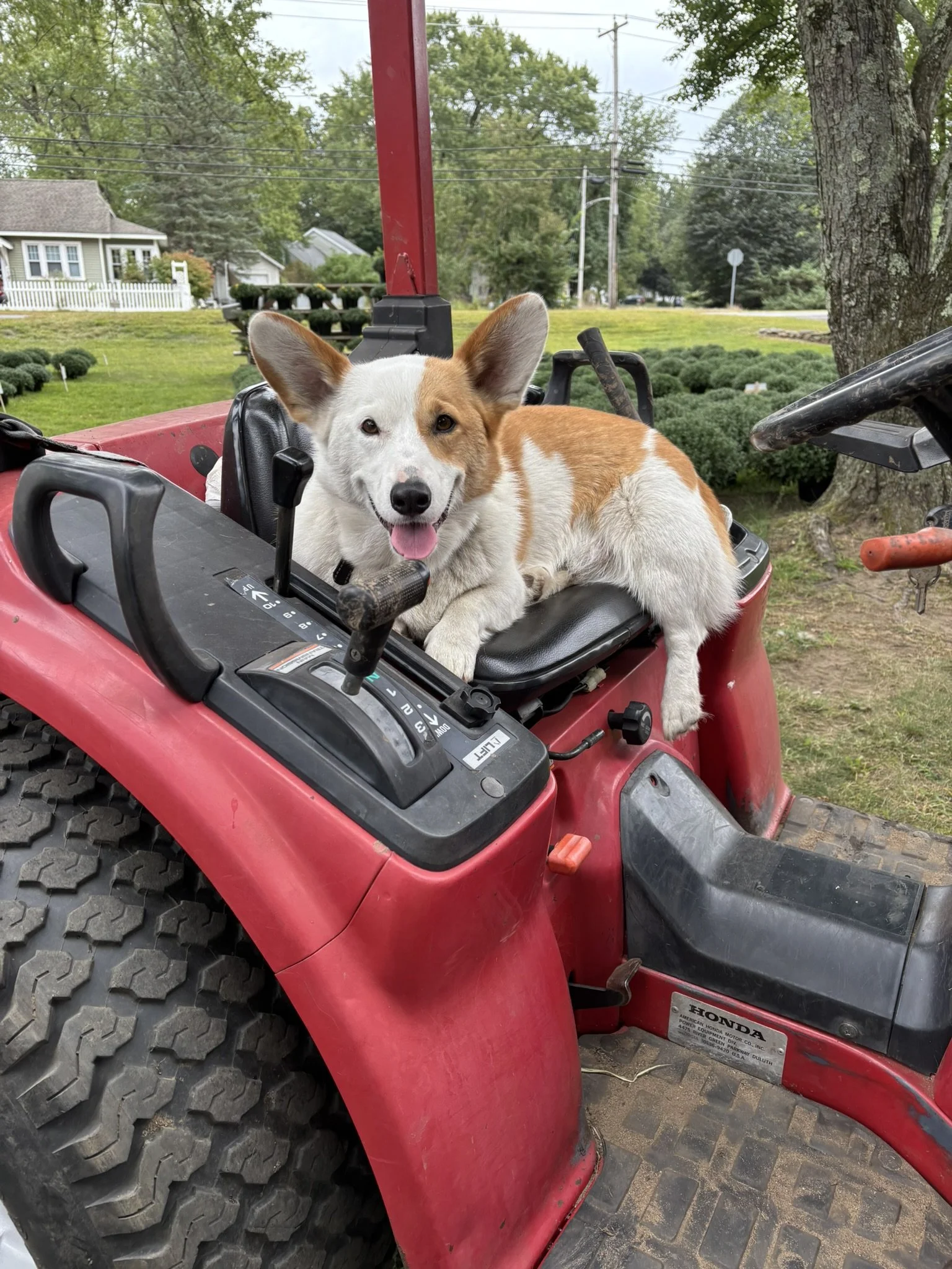 A dog with a white and orange coat lying on a red lawn tractor, smiling with its tongue out, in a yard with trees and houses in the background.
