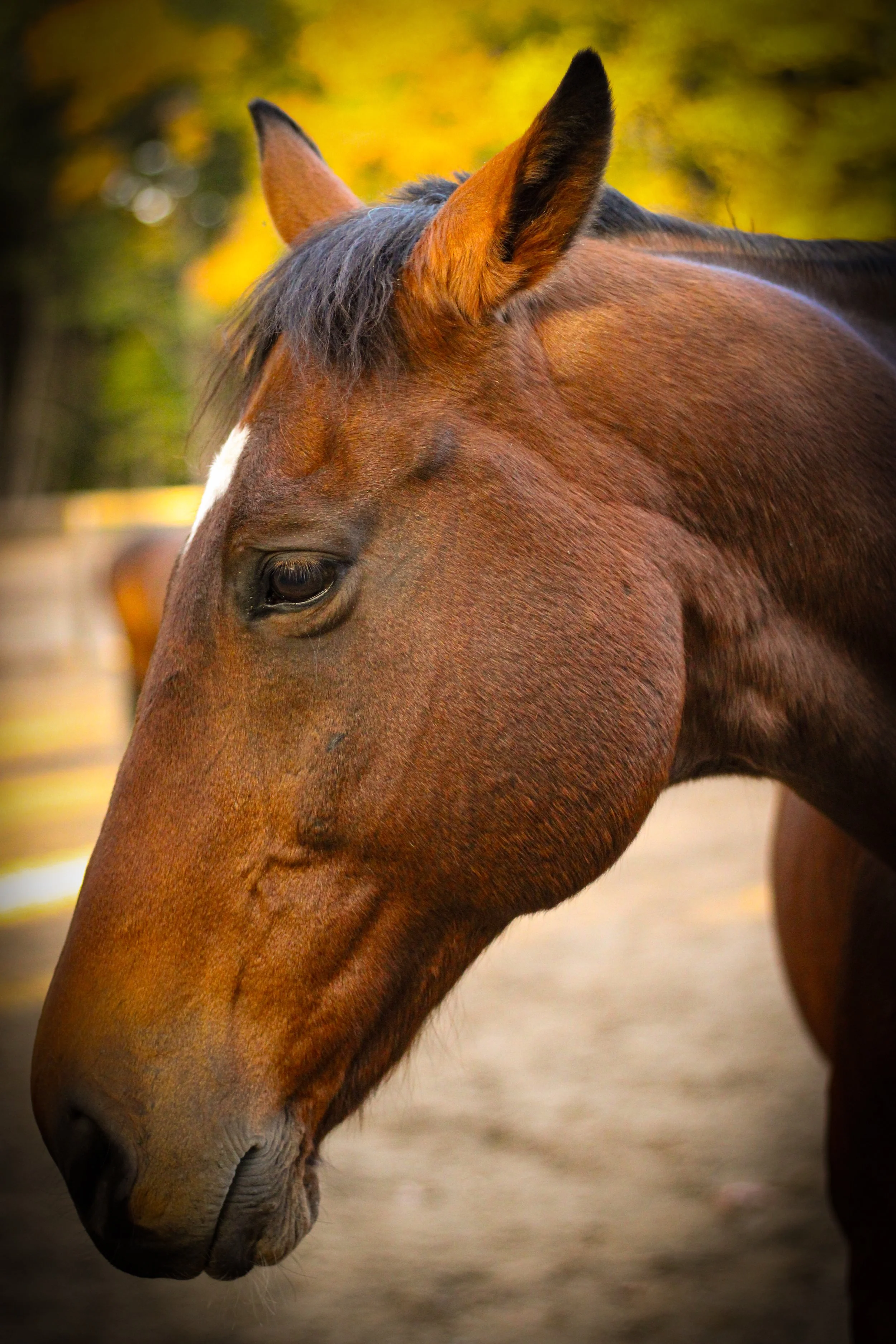 Close-up of a brown horse's face with a white star, dark eye, and short mane, outdoors in autumn.