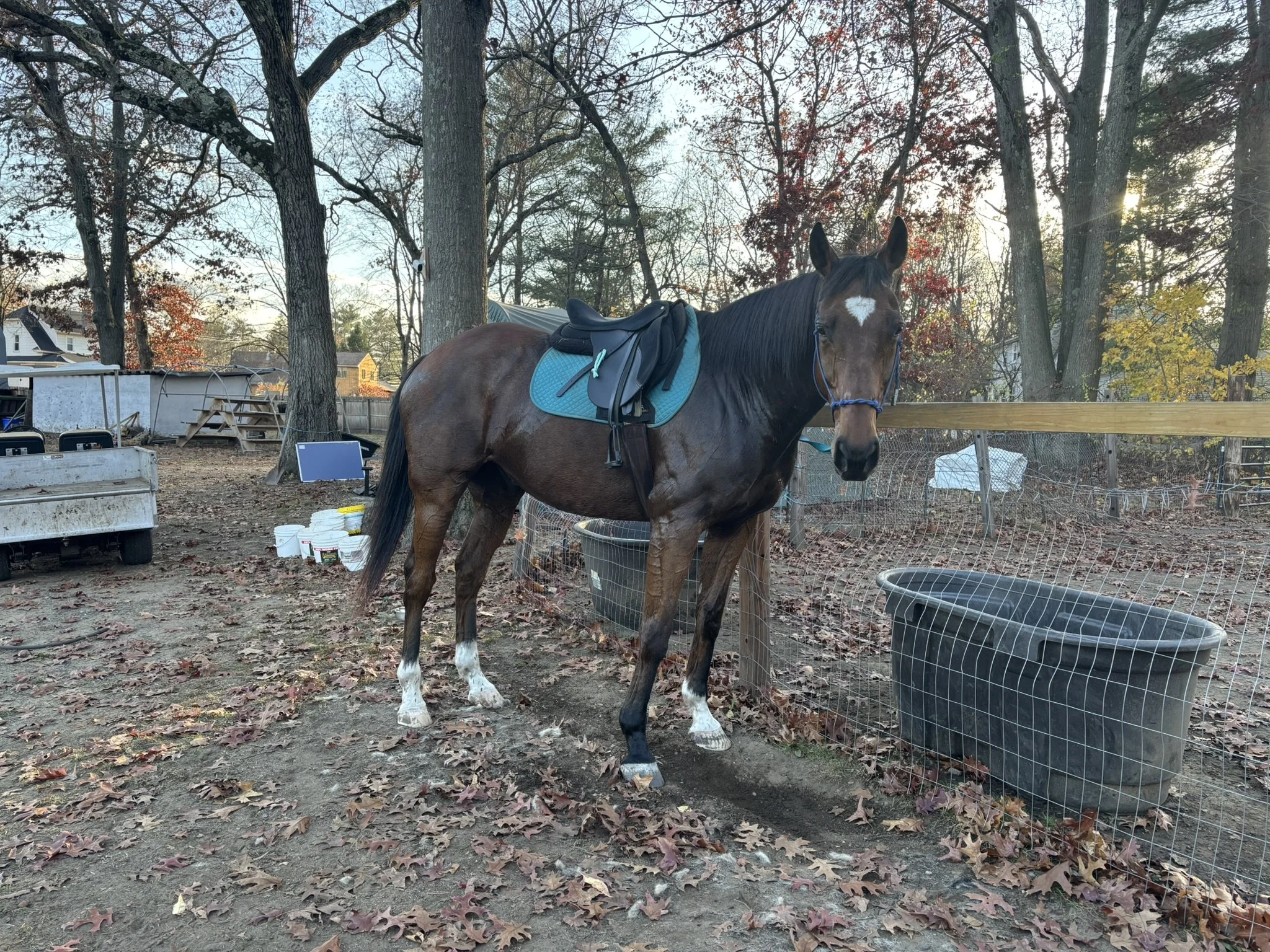 A brown thoroughbred horse with a white star-shaped marking on its forehead, standing on dirt covered with fallen leaves in a fenced outdoor area. The horse has a saddle and blue saddle pad, and is near a large black water trough. In the background, 