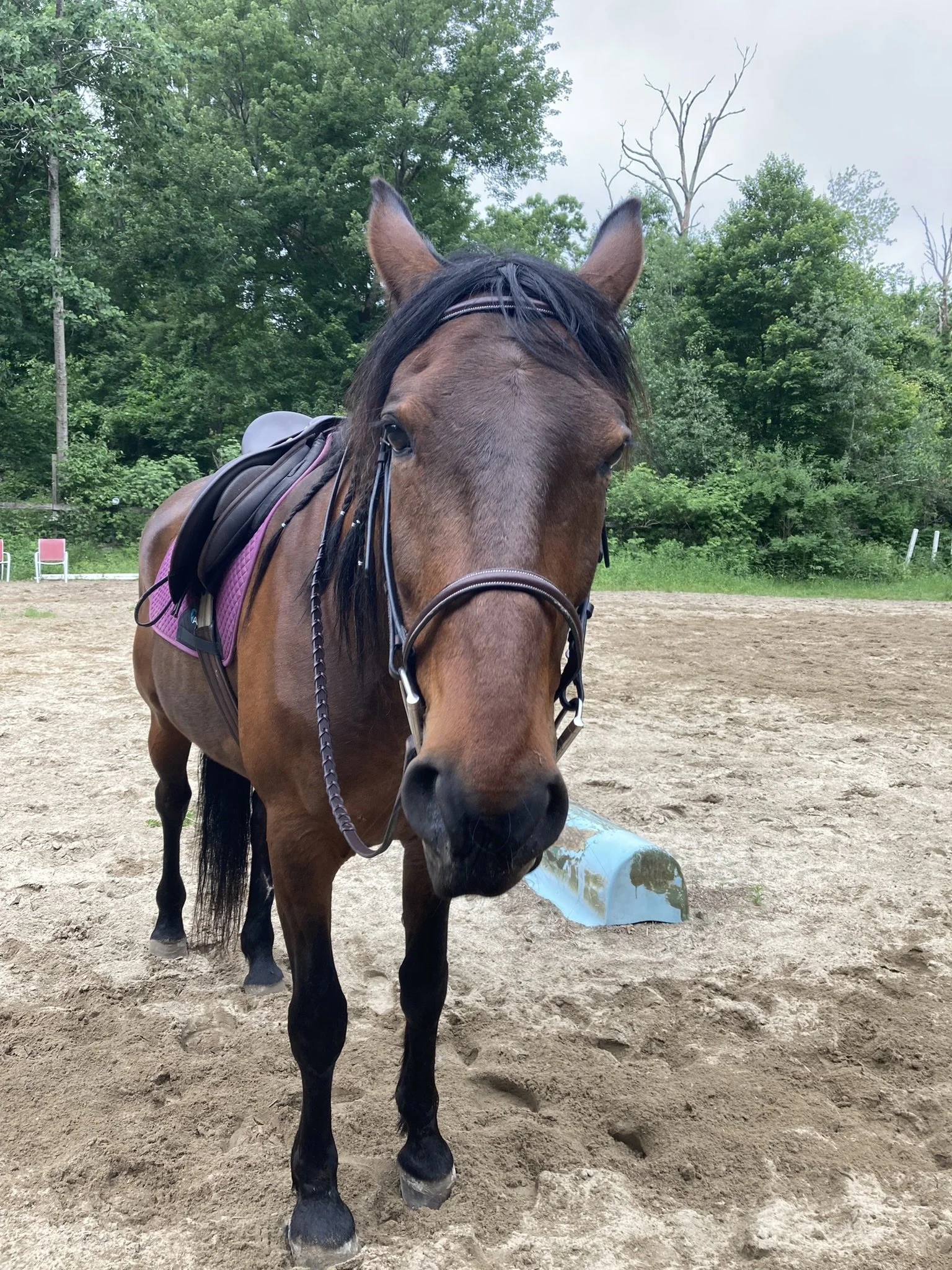Close-up of a brown standardbred horse with a bridle and saddle, standing on sandy ground with green trees in the background.