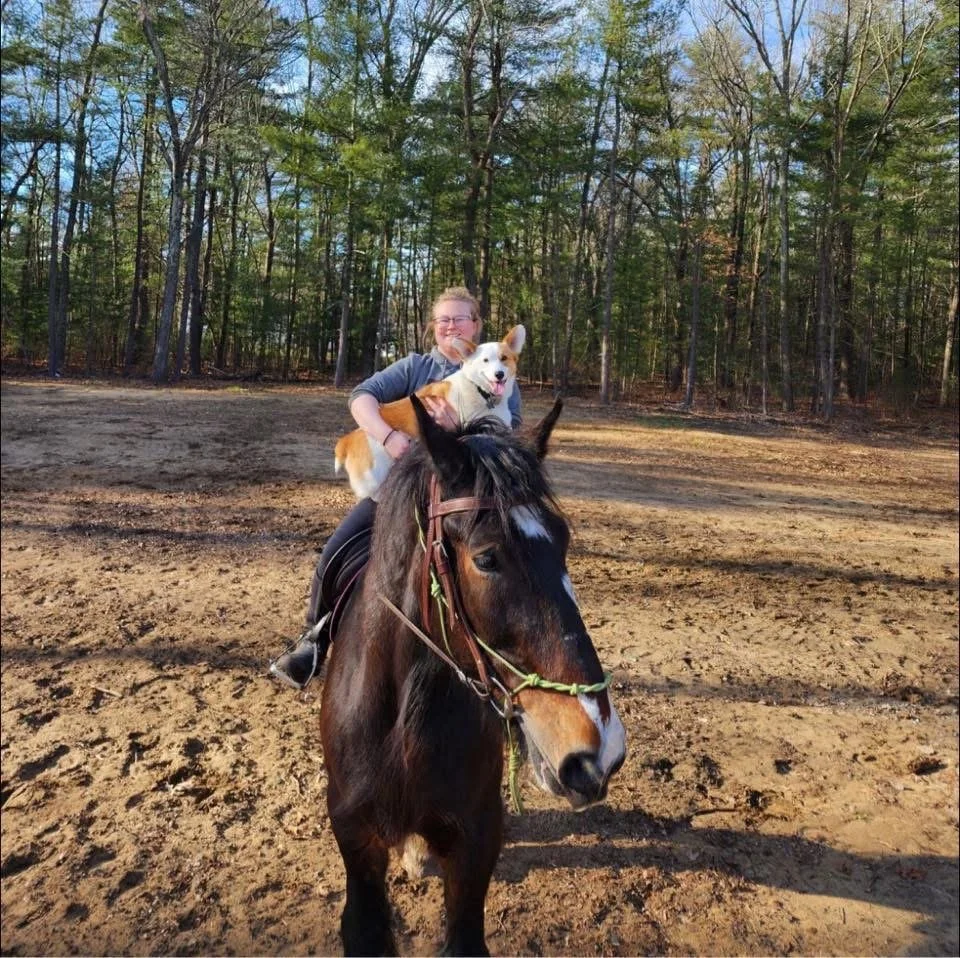 Person riding a Clydesdale horse on a dirt arena with a forest background; person is holding a corgi dog while on top of the horse
