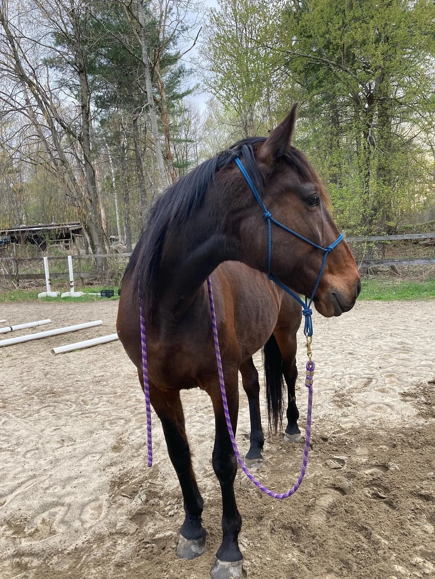 A brown standardbred horse with a dark mane and tail standing on sandy ground, engaging in an equine assisted learning session wearing a blue halter and lead rope, in an outdoor riding arena with trees and some white poles in the background.