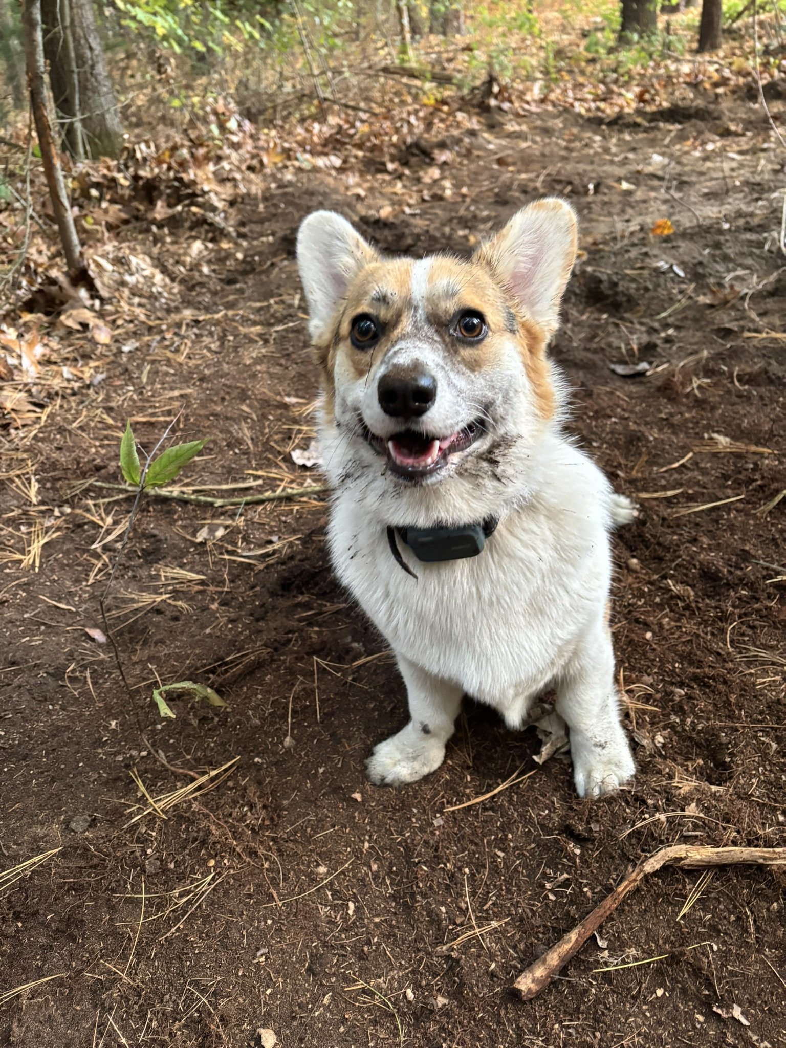 A cute Corgi dog with a happy expression sitting on dirt ground in a wooded outdoor area with plants and leaves.